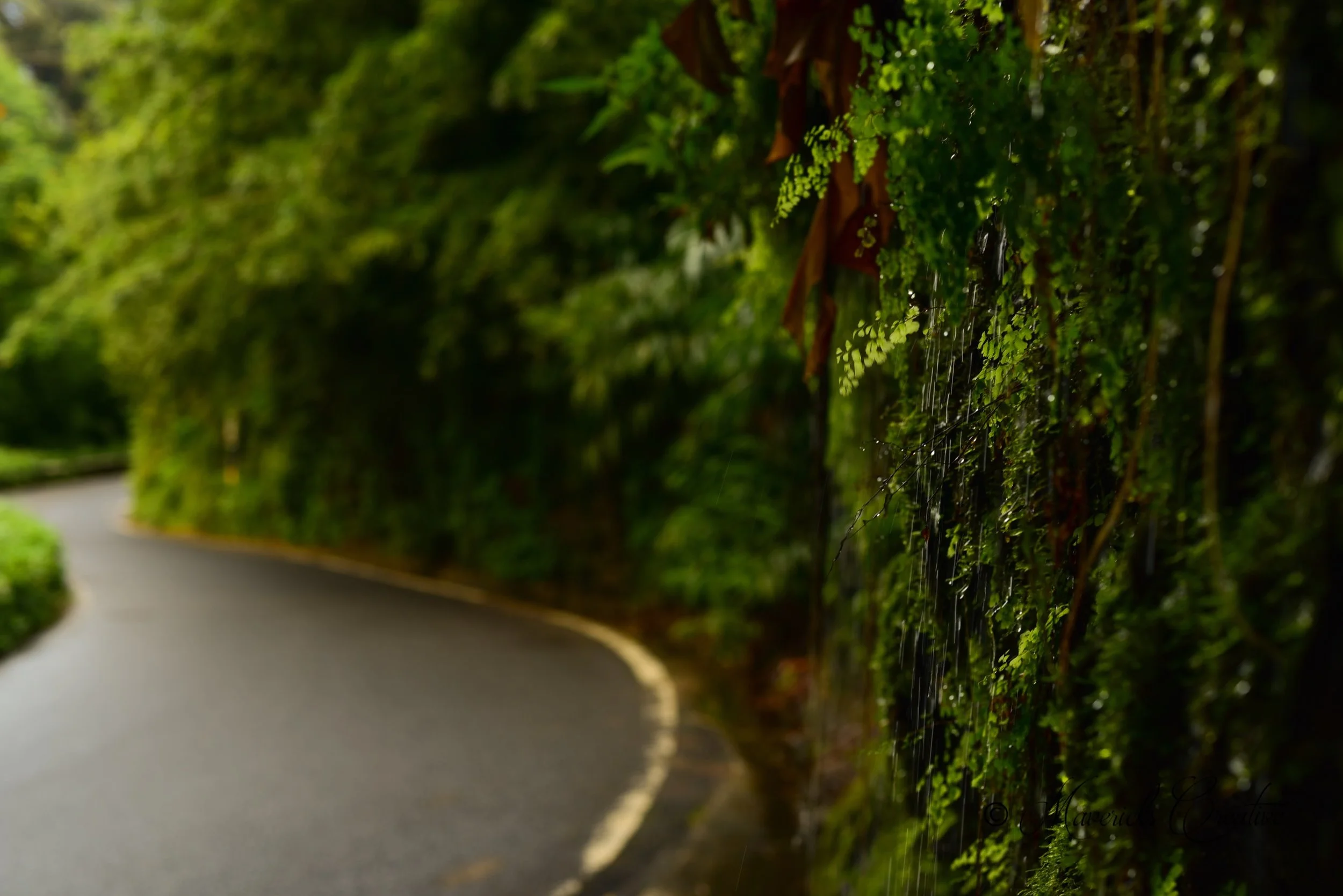 119_20161214_Hawaii_269.jpg