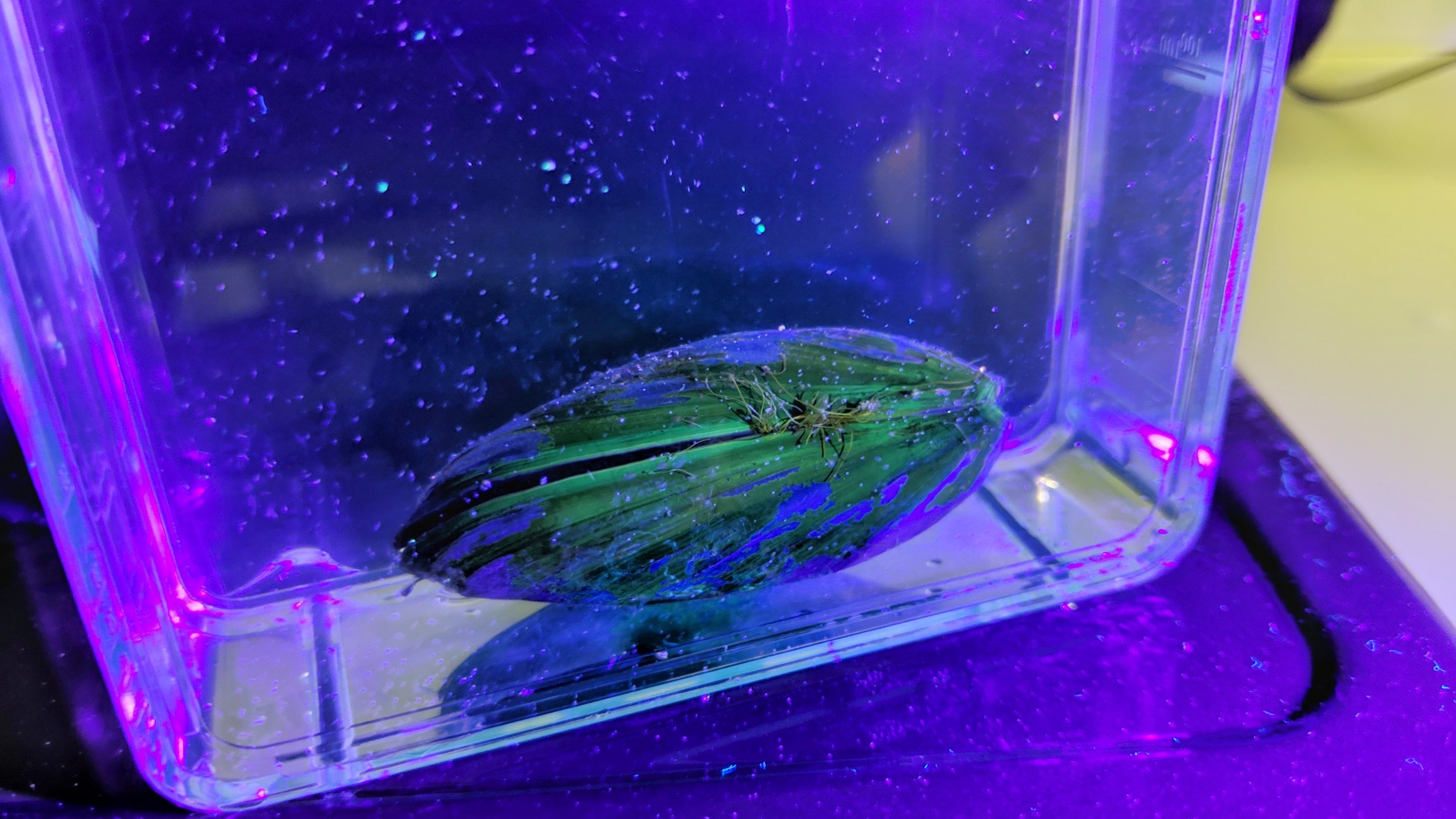 Mussels are biofilters that can efficiently filter out microplastics.jpeg