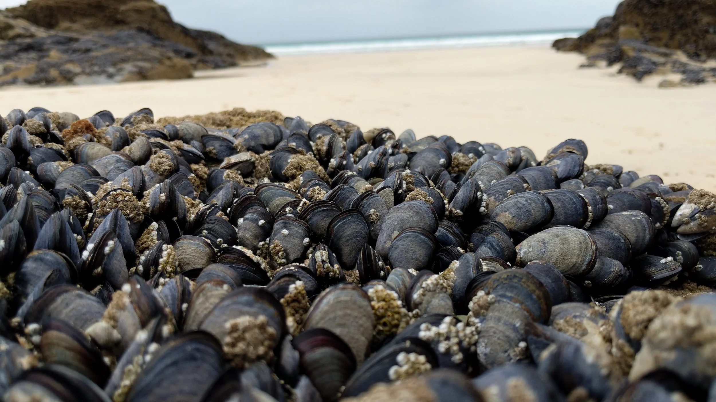 Mussels are shellfish native to UK waters, and are highly efficient filter feeders.jpg