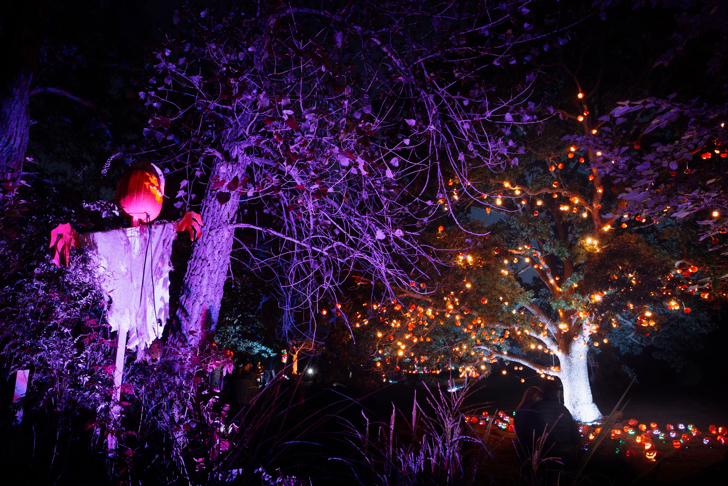 Scarecrow and Tree.jpg