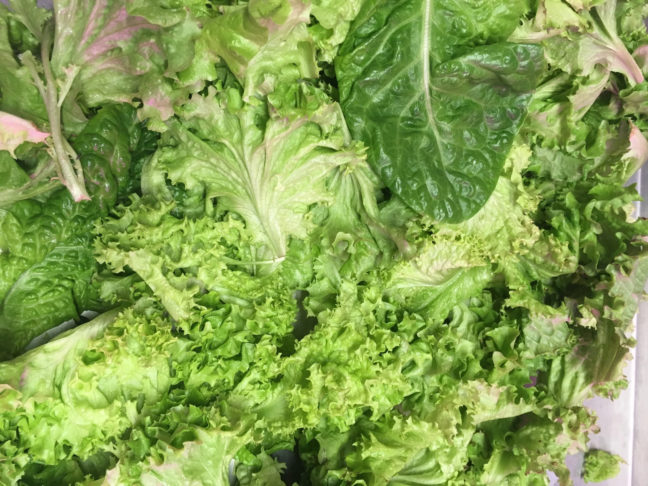 Green Food Solutions