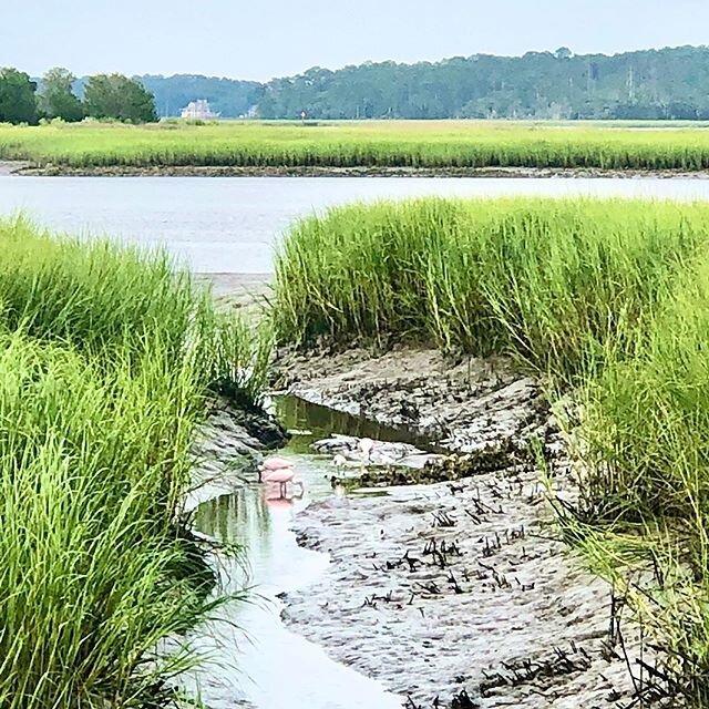 Couldn&rsquo;t be more amazing this evening watching the Roseate Spoonbills feed in the low tide ! Wow!
#roseatespoonbill #georgiacoast #audubon #lowtide #coast #marsh #heron #inspiration #ilovenature