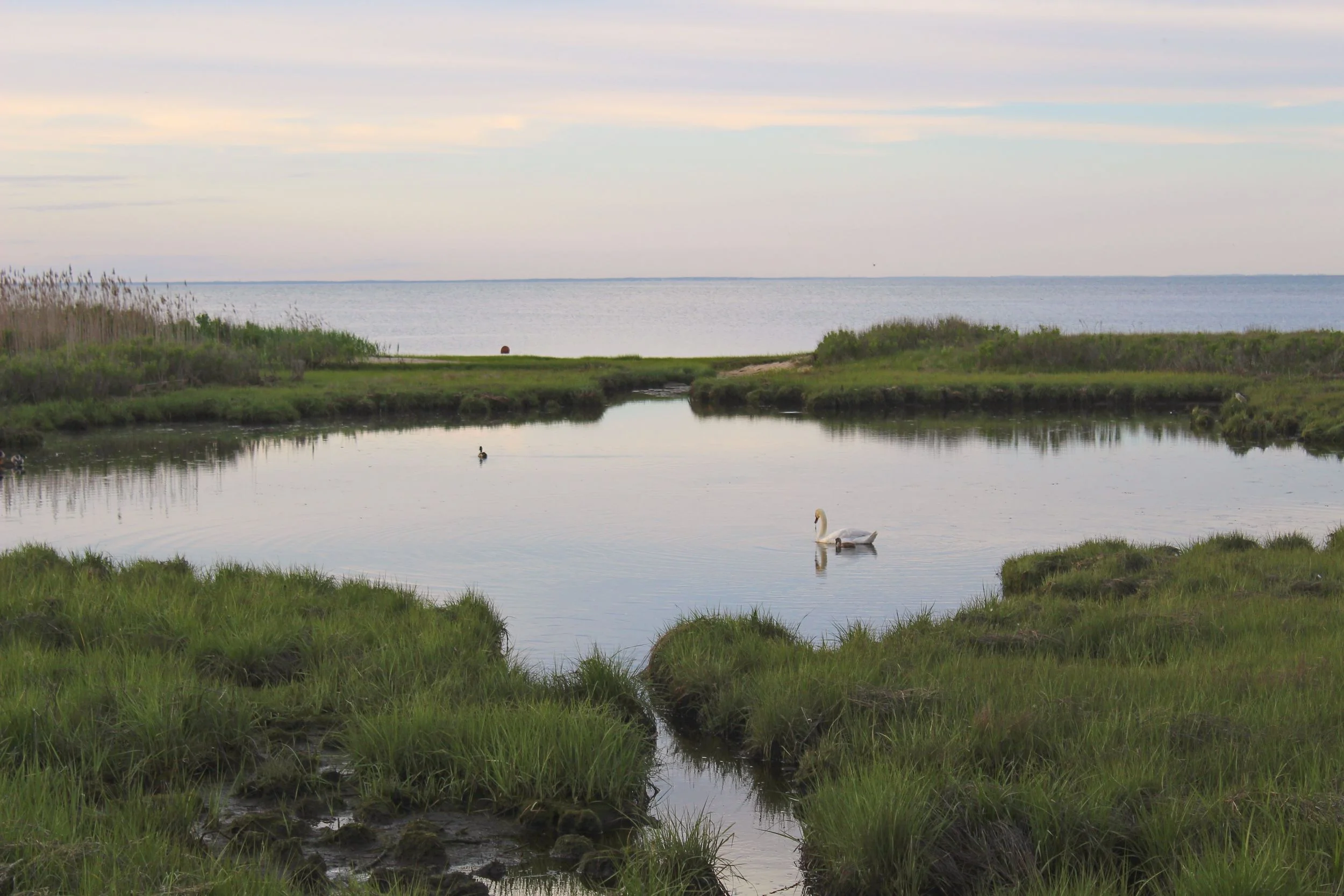 Sheriffs_Meadow_Sea_Grass_Lagoon_Marthas_Vineyard_Swan_Sunset.jpg