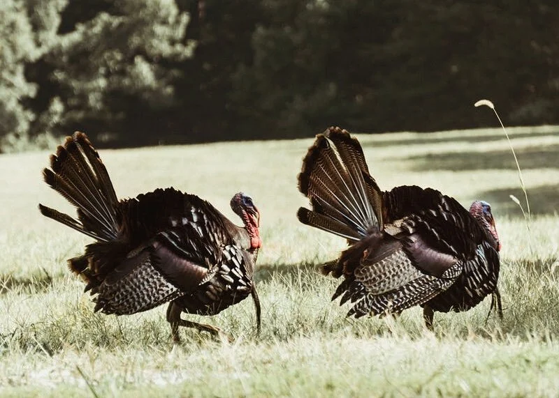 Women's Turkey Hunting Clinic with Colorado Parks & Wildlife