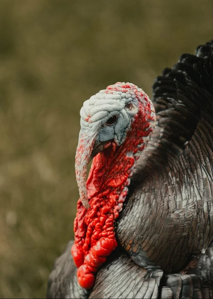 Ladies Virtual Turkey Hunting Clinic