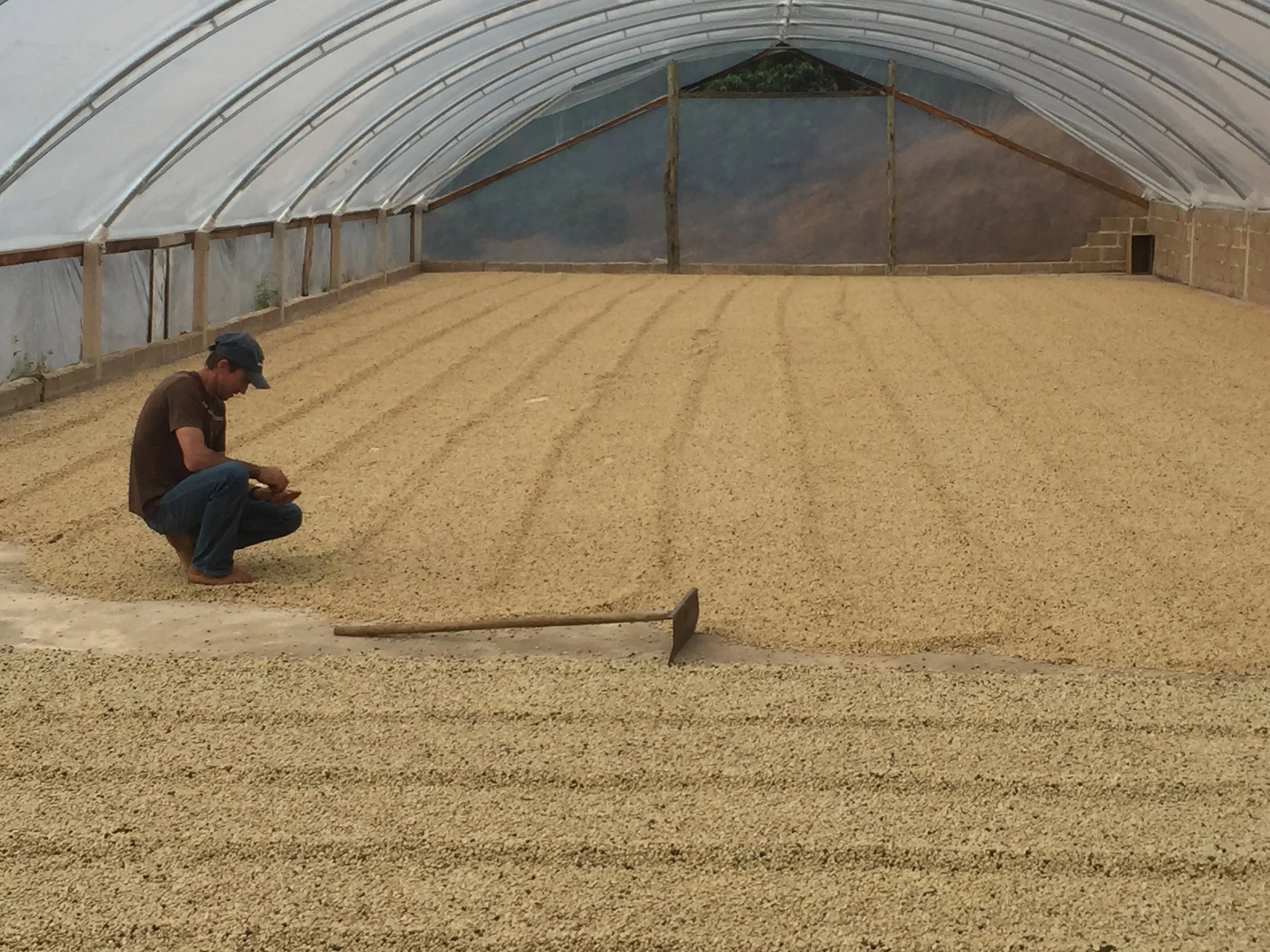 Kopie von Drying Coffee, Drip Roasters (www.driproasters.ch)
