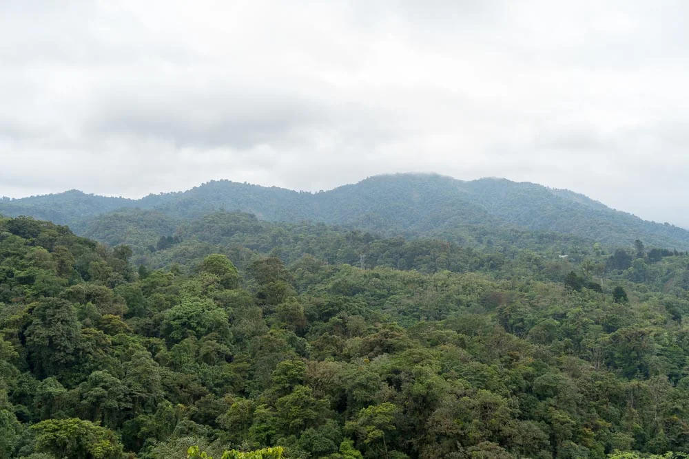 Forest.jpg