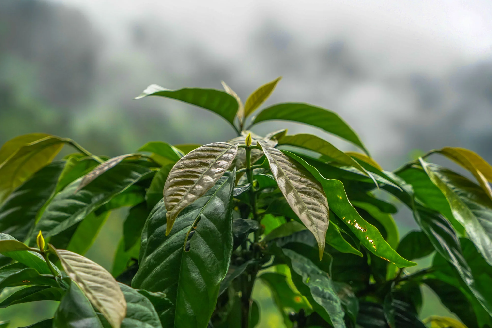 Pacamara.jpg