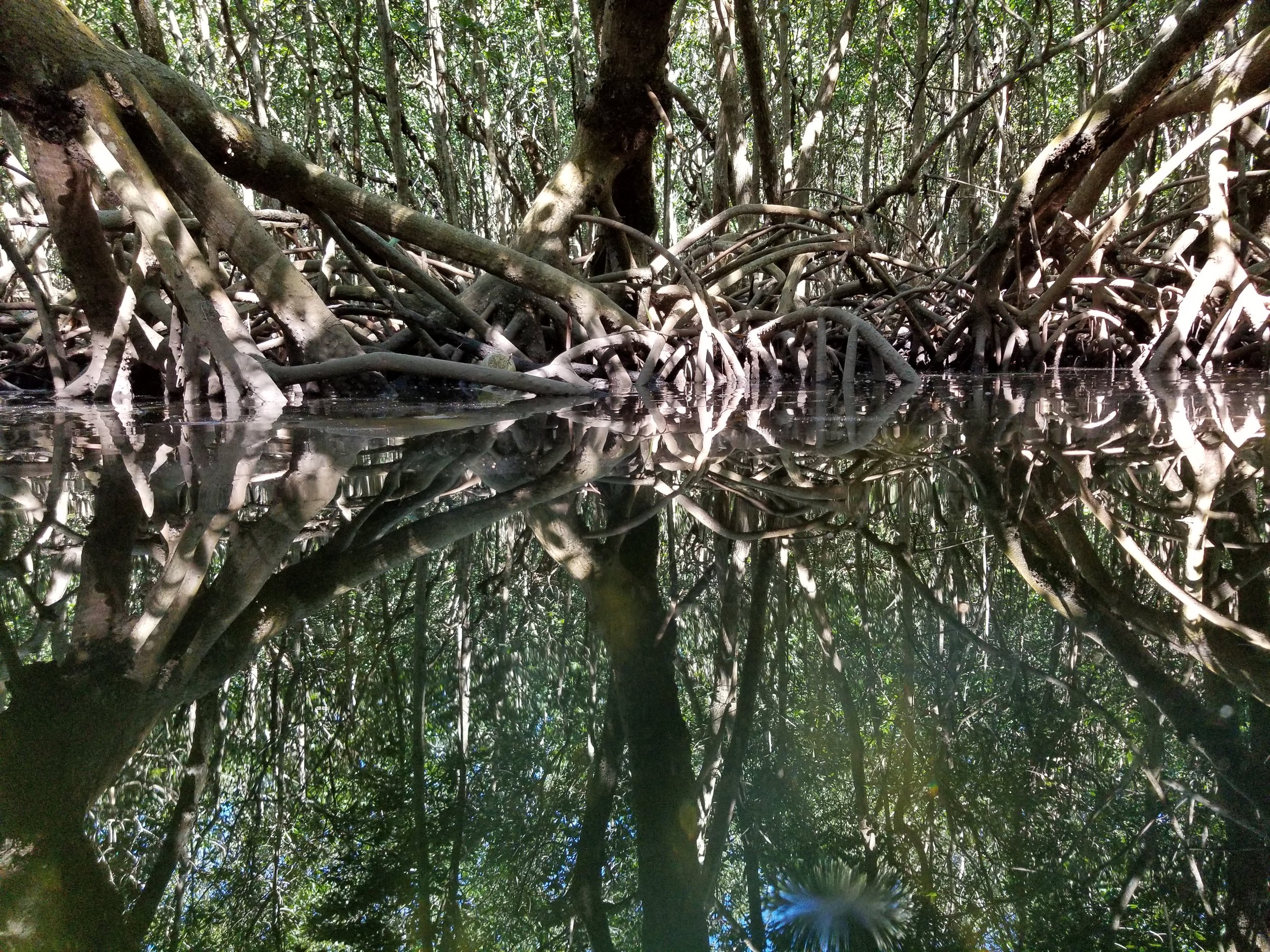 Interconnections, mangrove photgraphic series, digital image, Meg Wallace.jpg