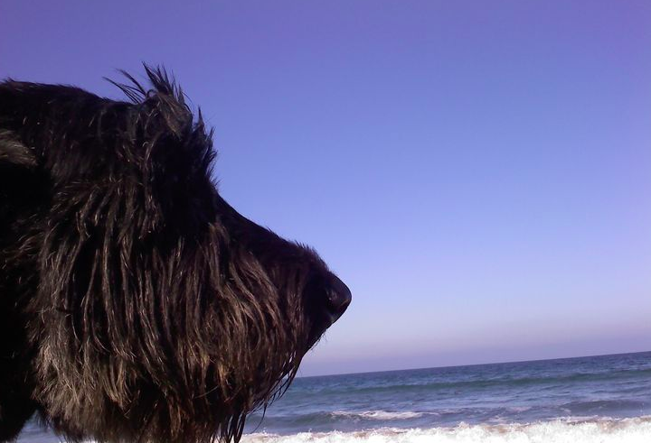  Carmel Beach Dog Friendly 