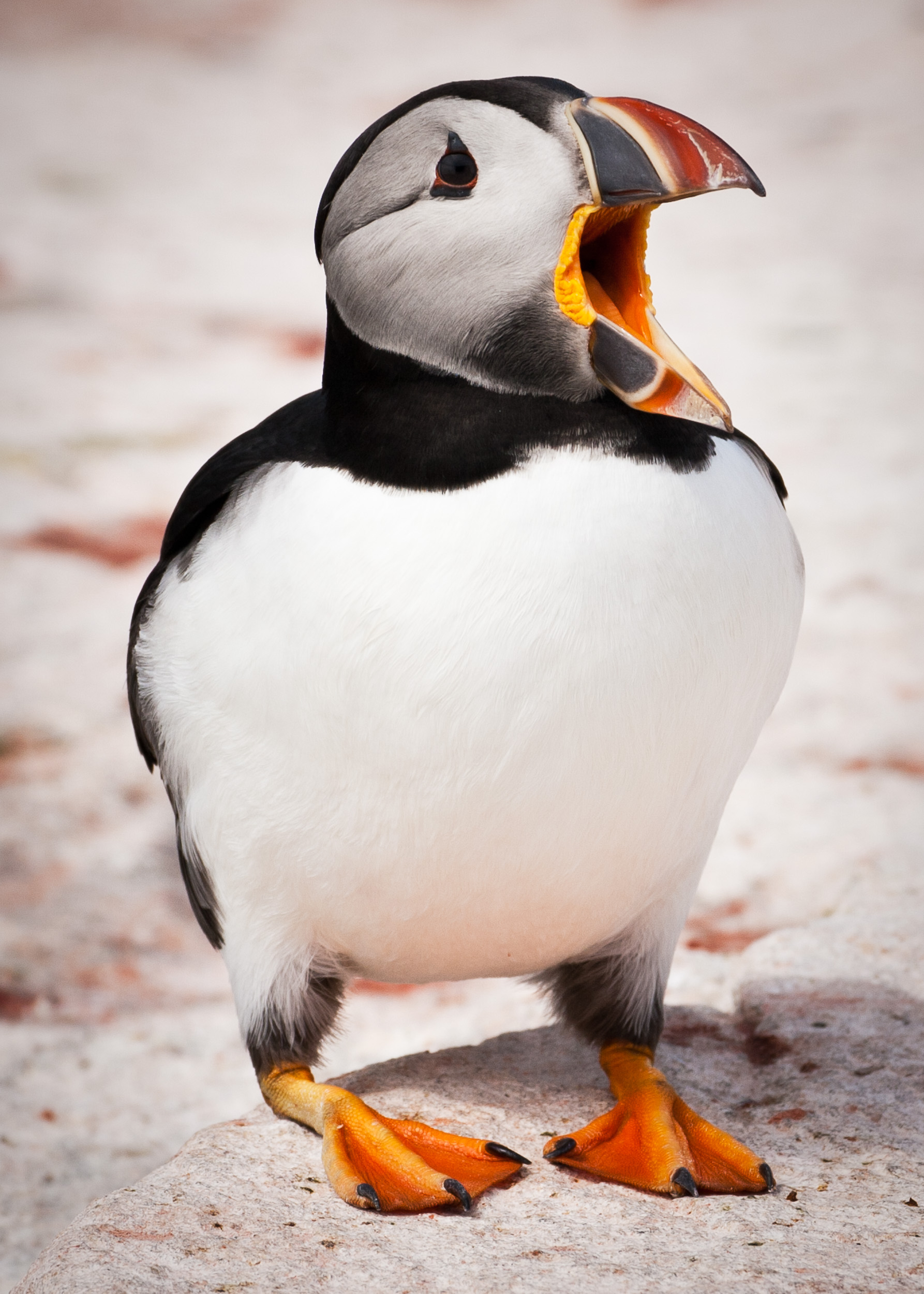 Atlantic Puffin I