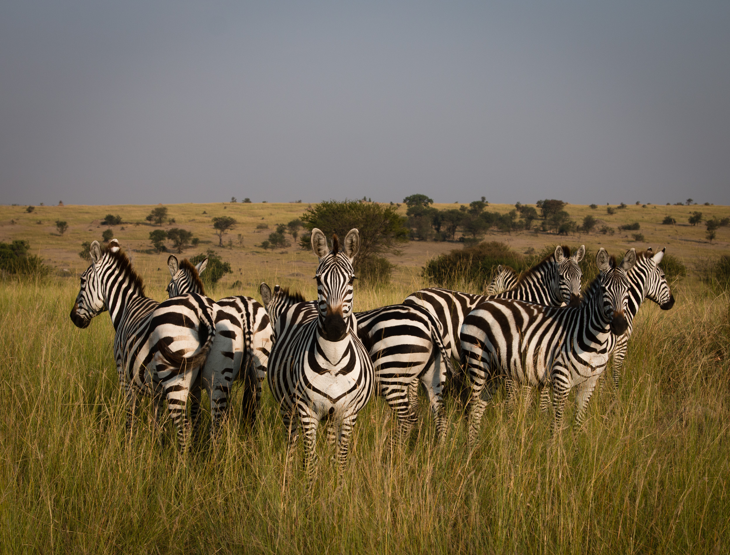 Zebra Group