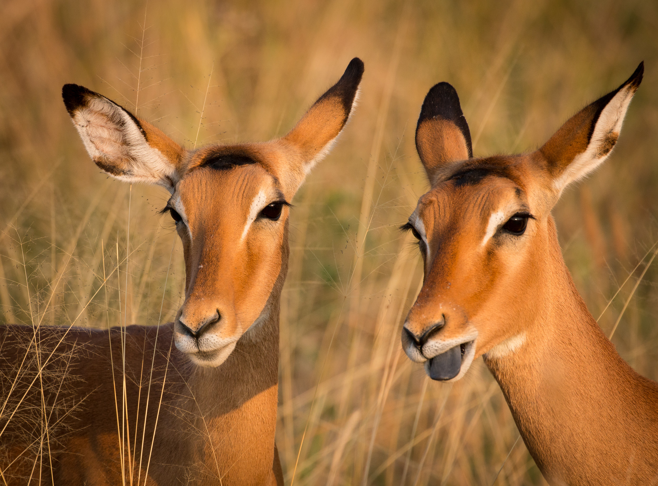 Two Impalas I