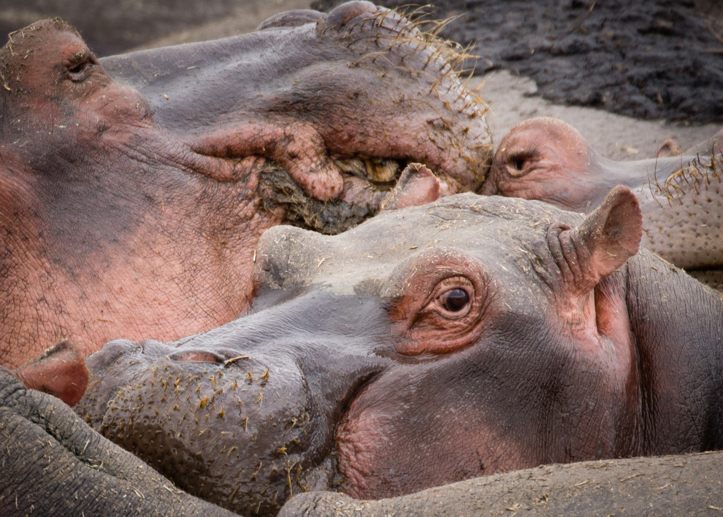 Hippo Face