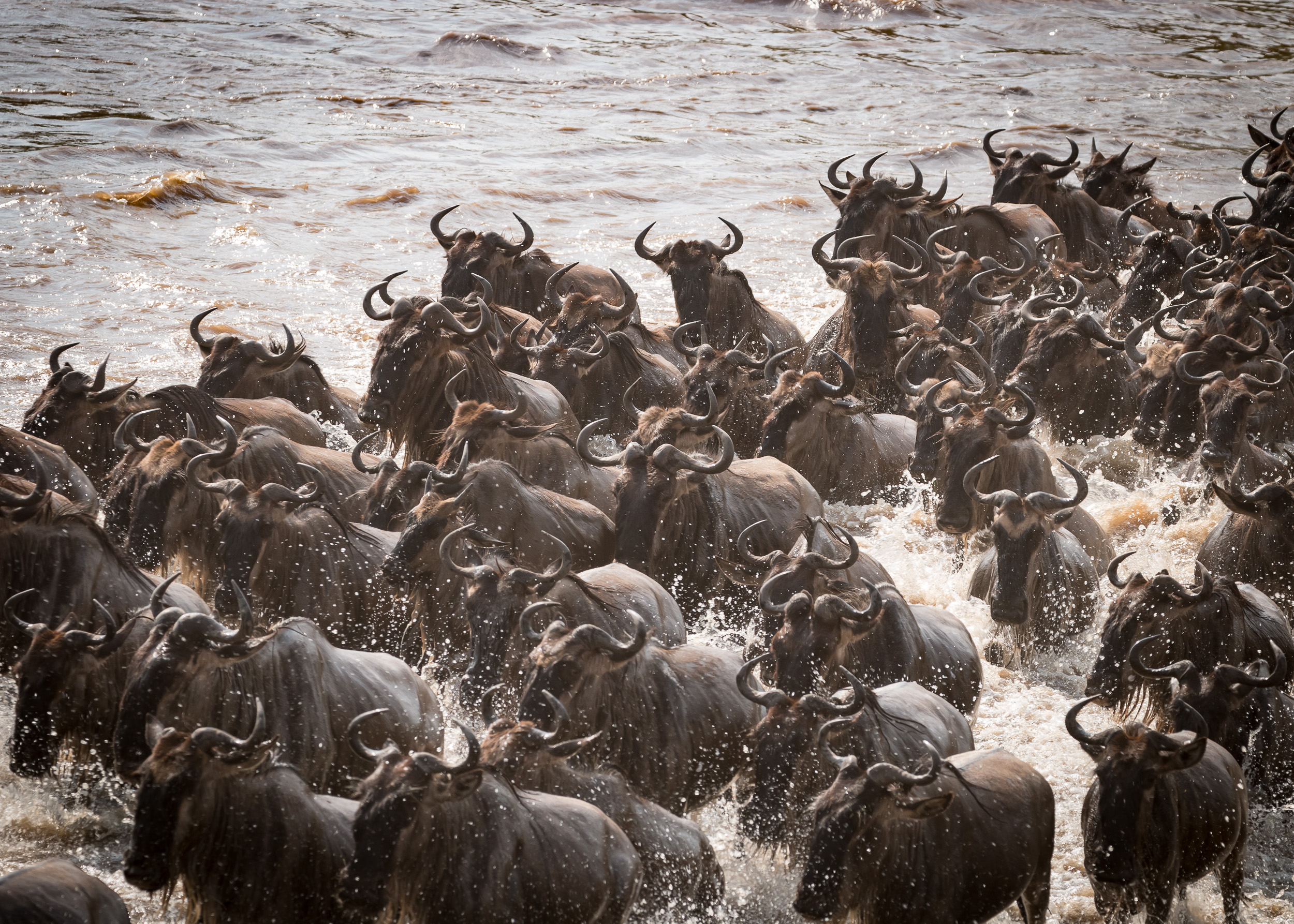 Wildebeest Crossing I