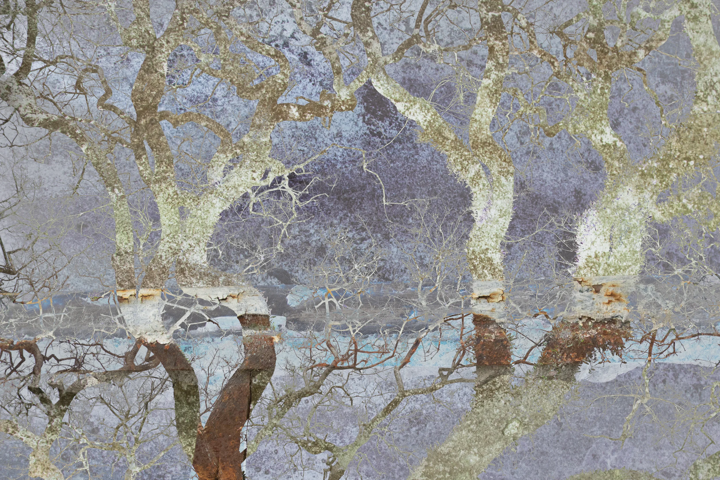 Arboles Desapareciendos II / Disappearing Trees II