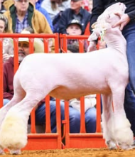 Sheep Show Entry Saturday August 2 2025 Both Shows A and B