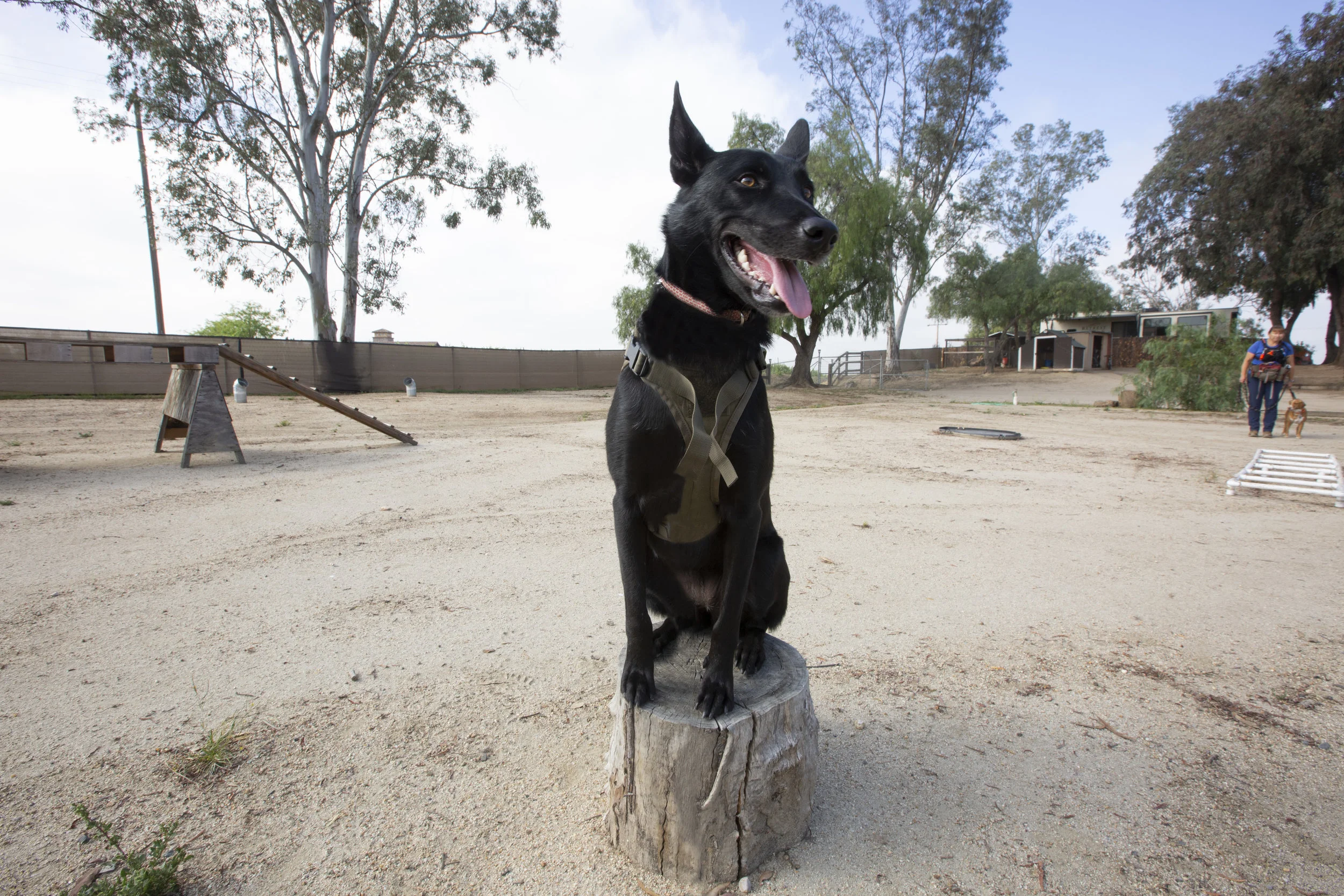 Once Lost, Now Found - How You and Your Dog Can Help Save a Life with Search Dog Resources
