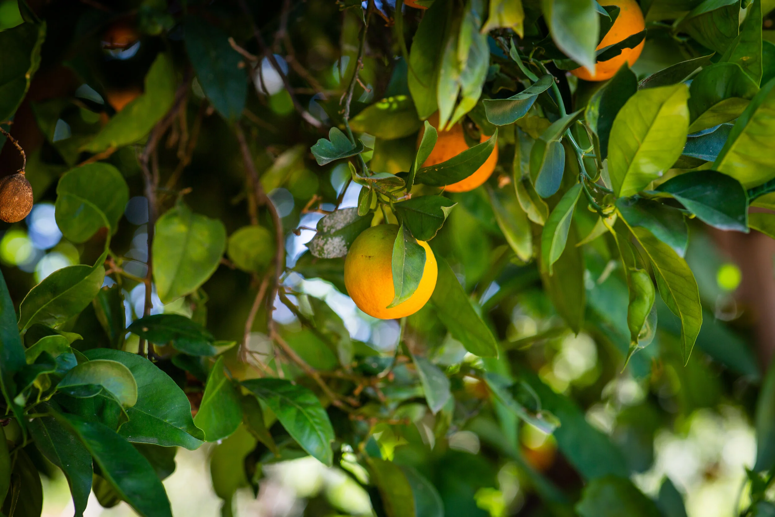 Gleaning is Golden - Reducing Hunger While Reducing Waste with ProduceGood