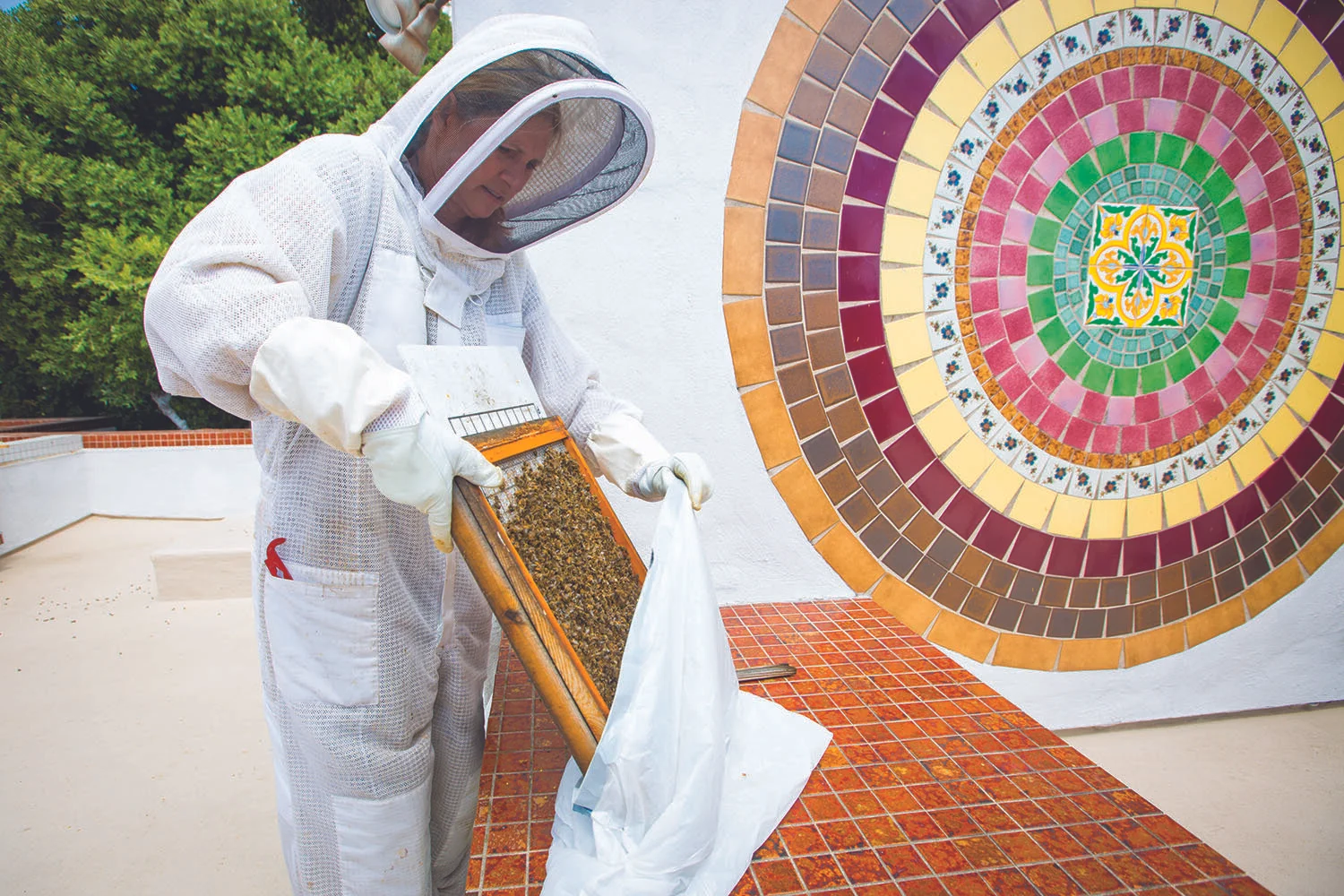 061818_DelMarBees_(ST)-7 copy.jpg