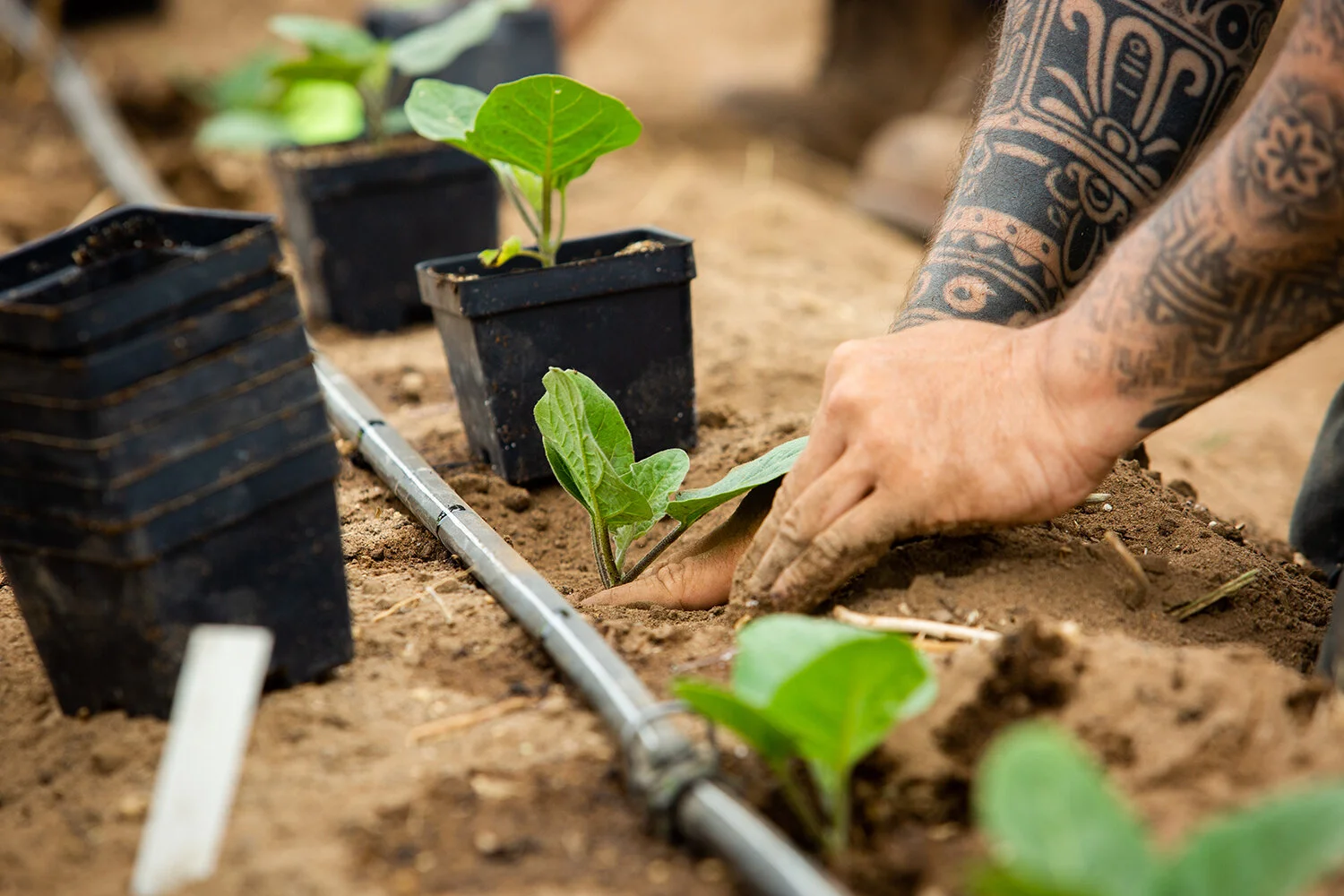 071018_ENC Coastal Roots Farm_ST-3 copy.jpg