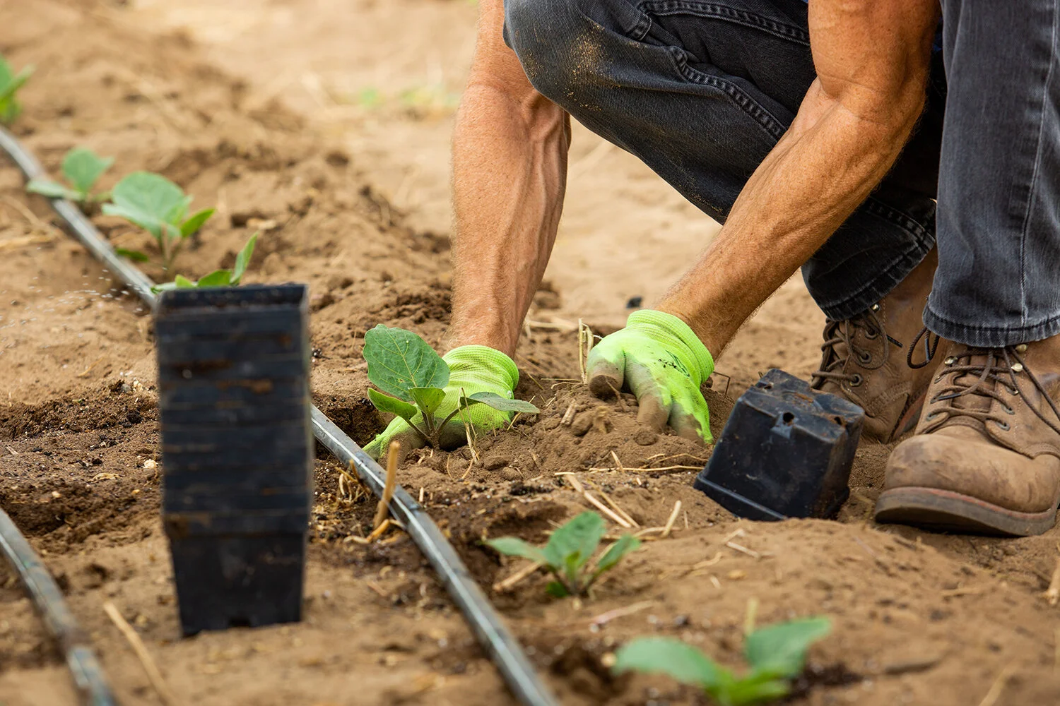 071018_ENC Coastal Roots Farm_ST-8 copy.jpg