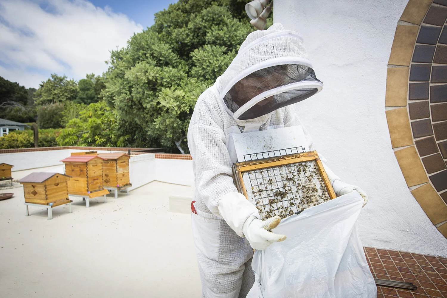 061818_DelMarBees_(ST)-8 copy.jpg