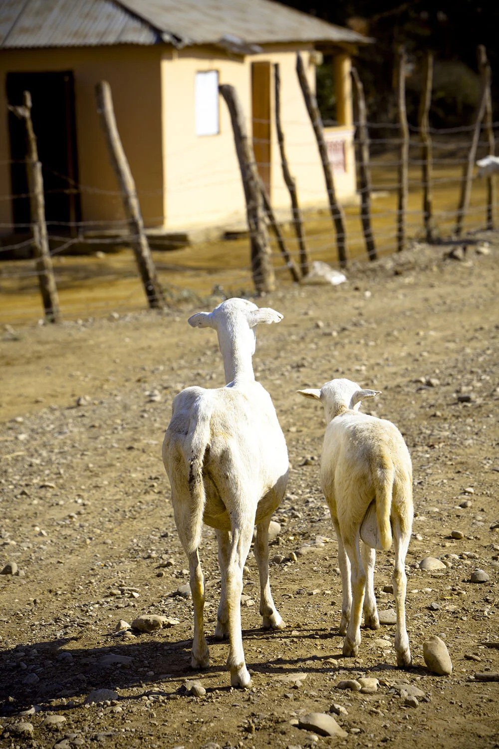 BánicaDay2_030611_SS_110 copy.jpg