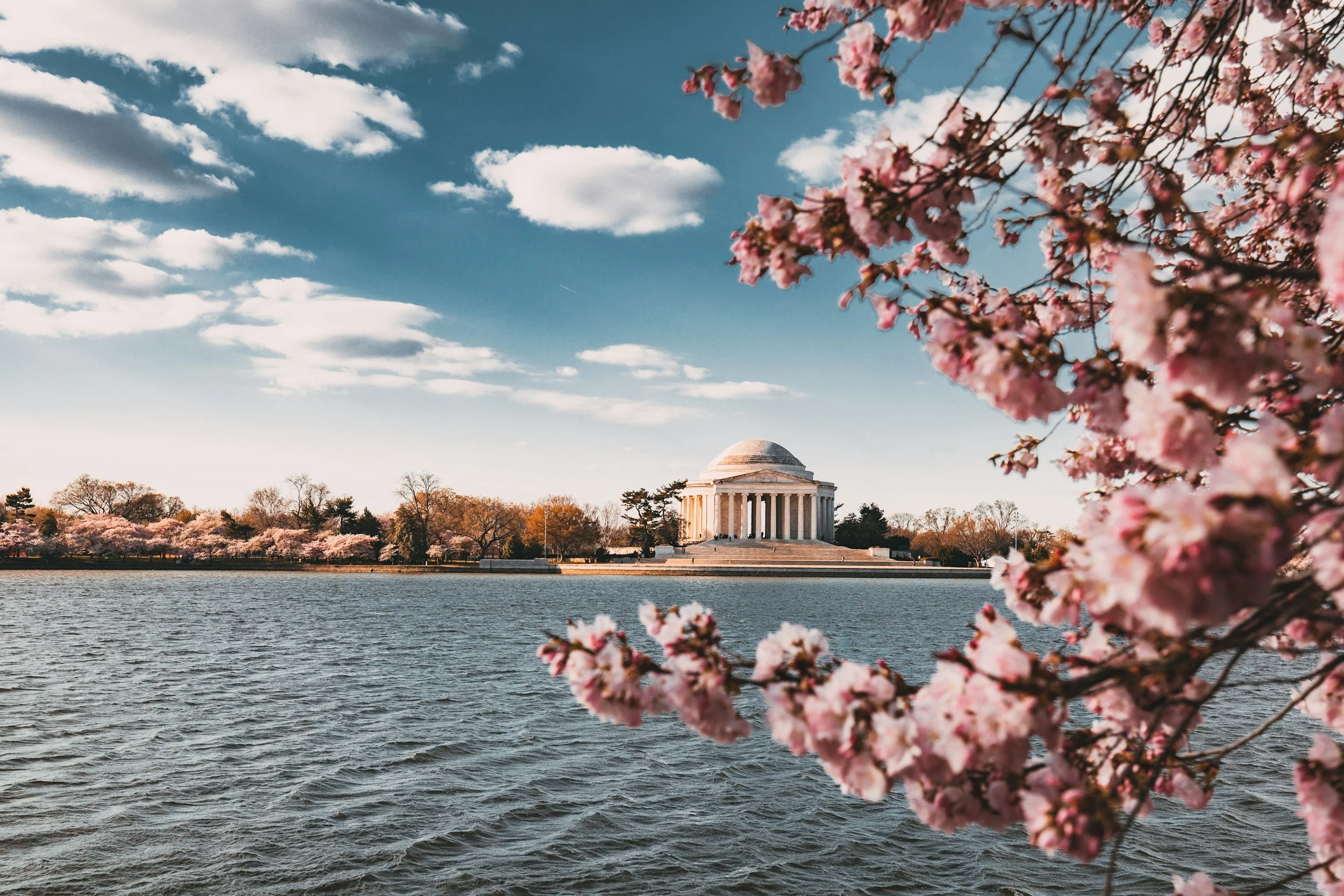 Cherry Blossoms & Broadway!