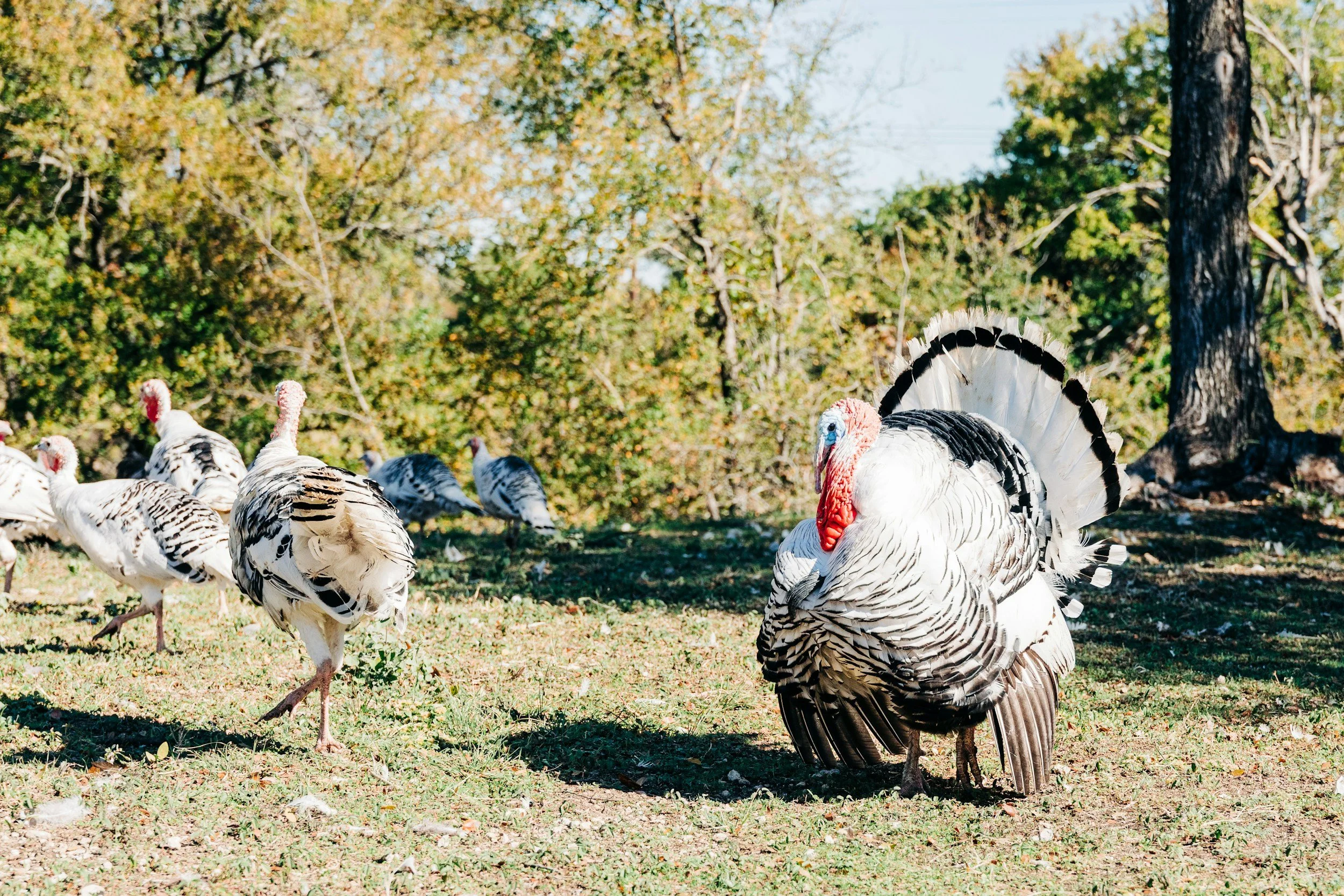 Back by Popular Demand! Turkeyville USA Getaway