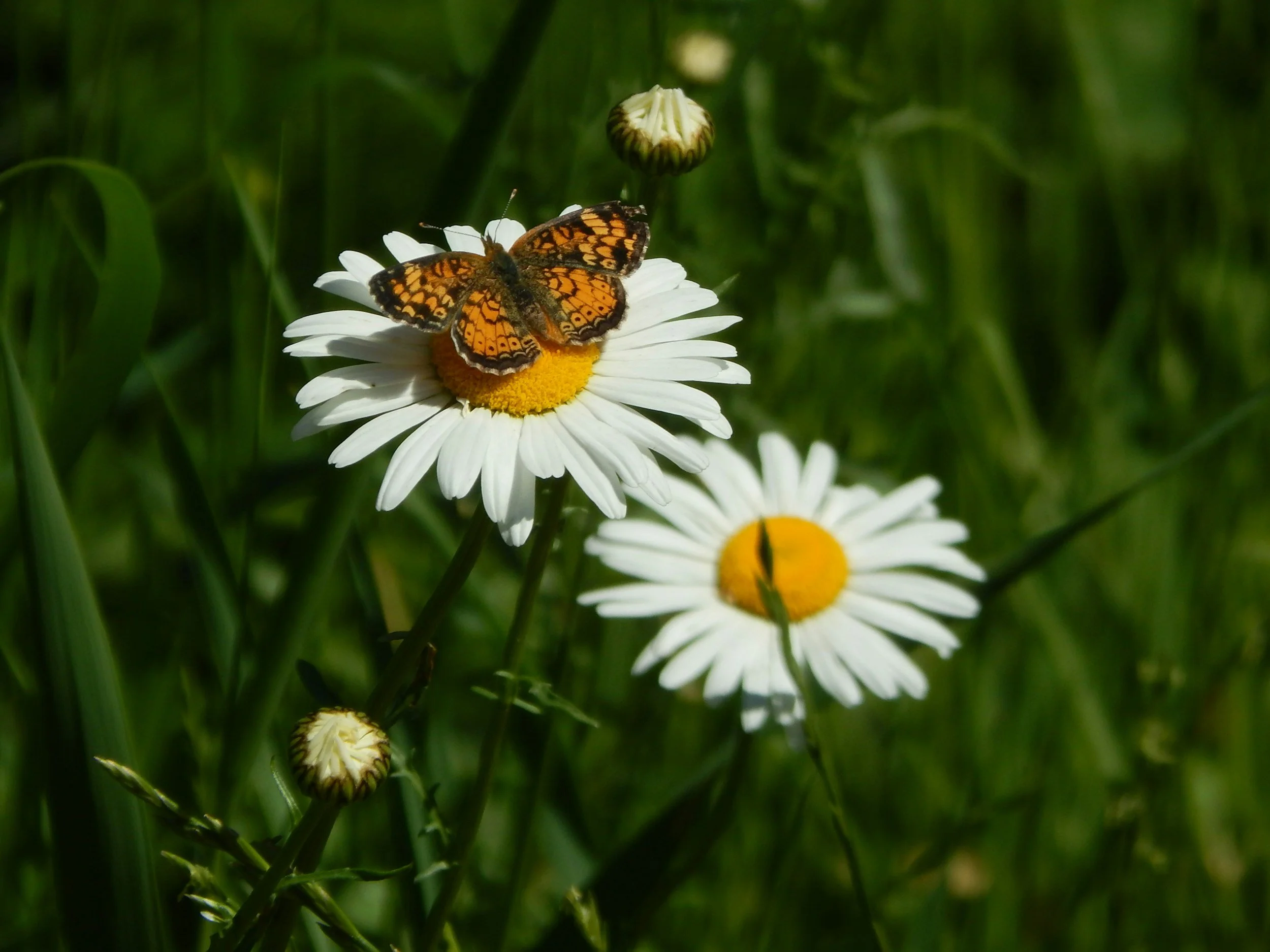 Blooms and Butterflies