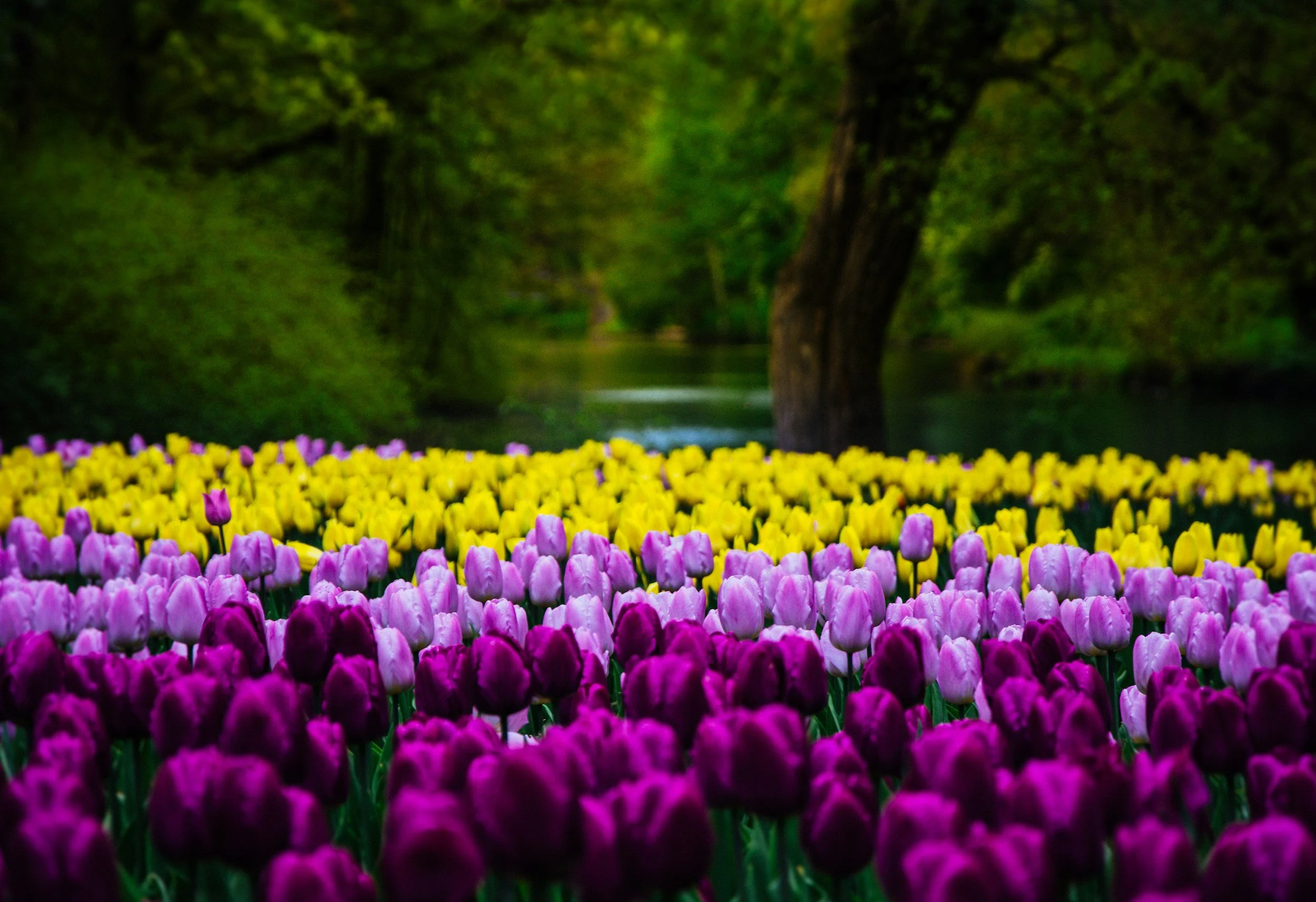 Tulip Time in Holland, MI