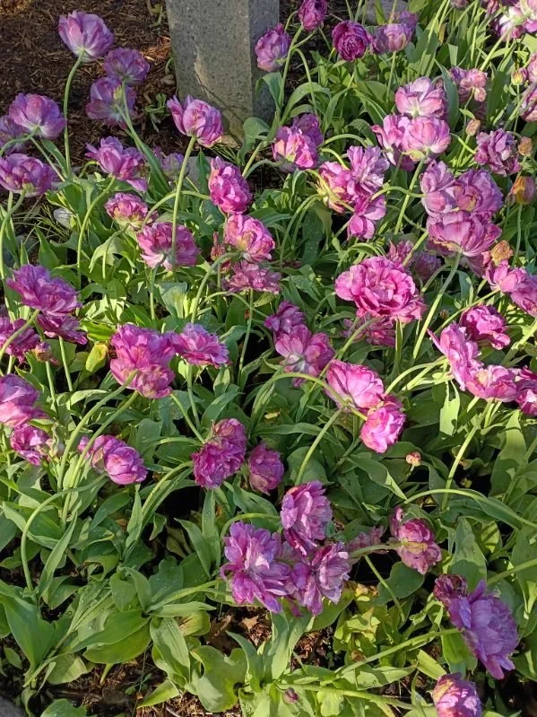 Tulip Time Festival