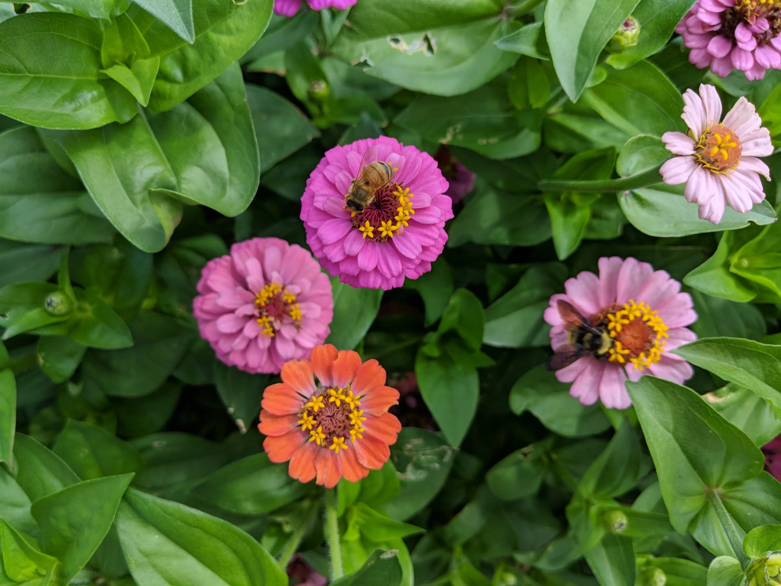 zinnias (and bees!)