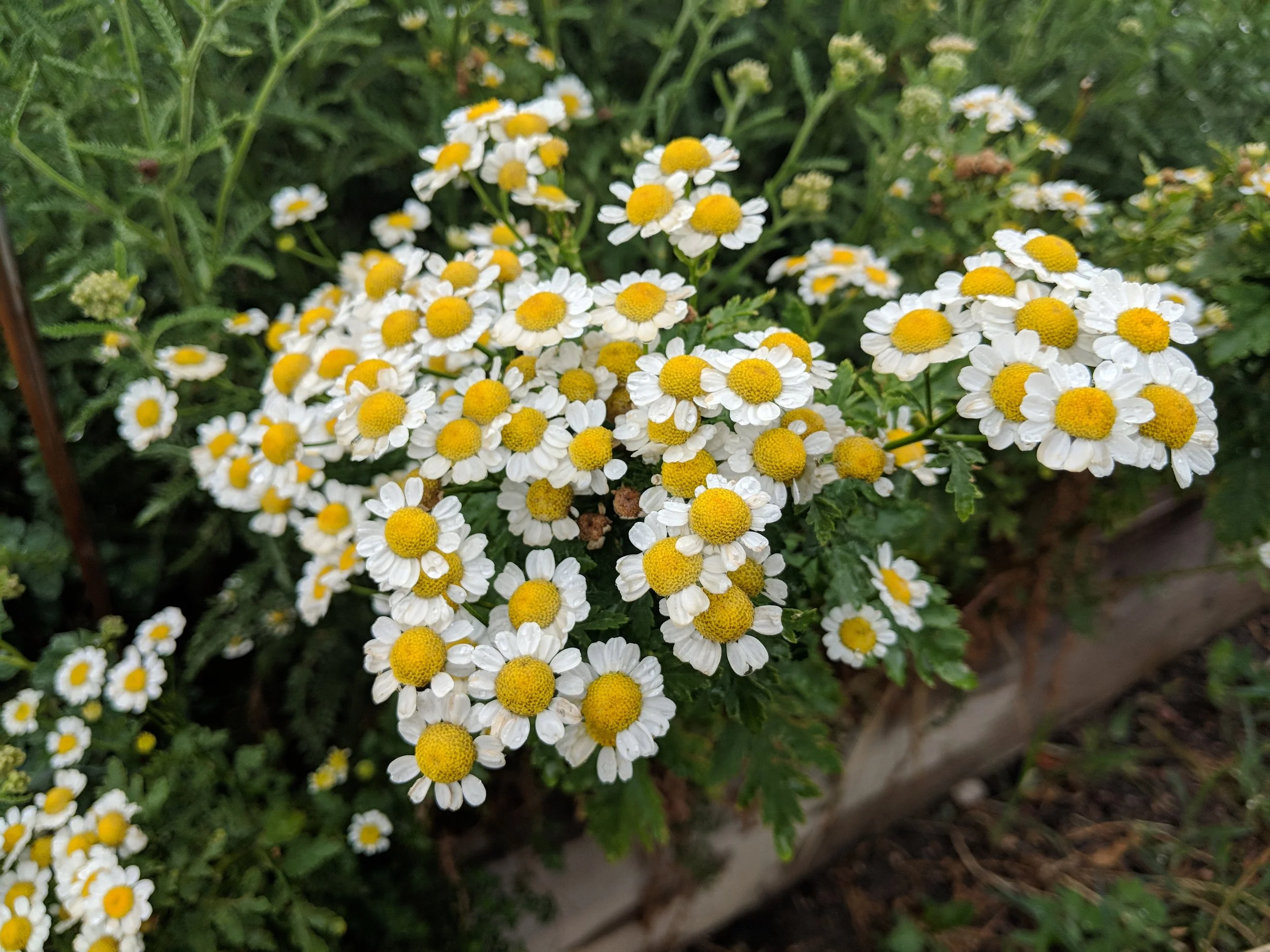 golden feverfew and white yarrow in my medicinal patch.