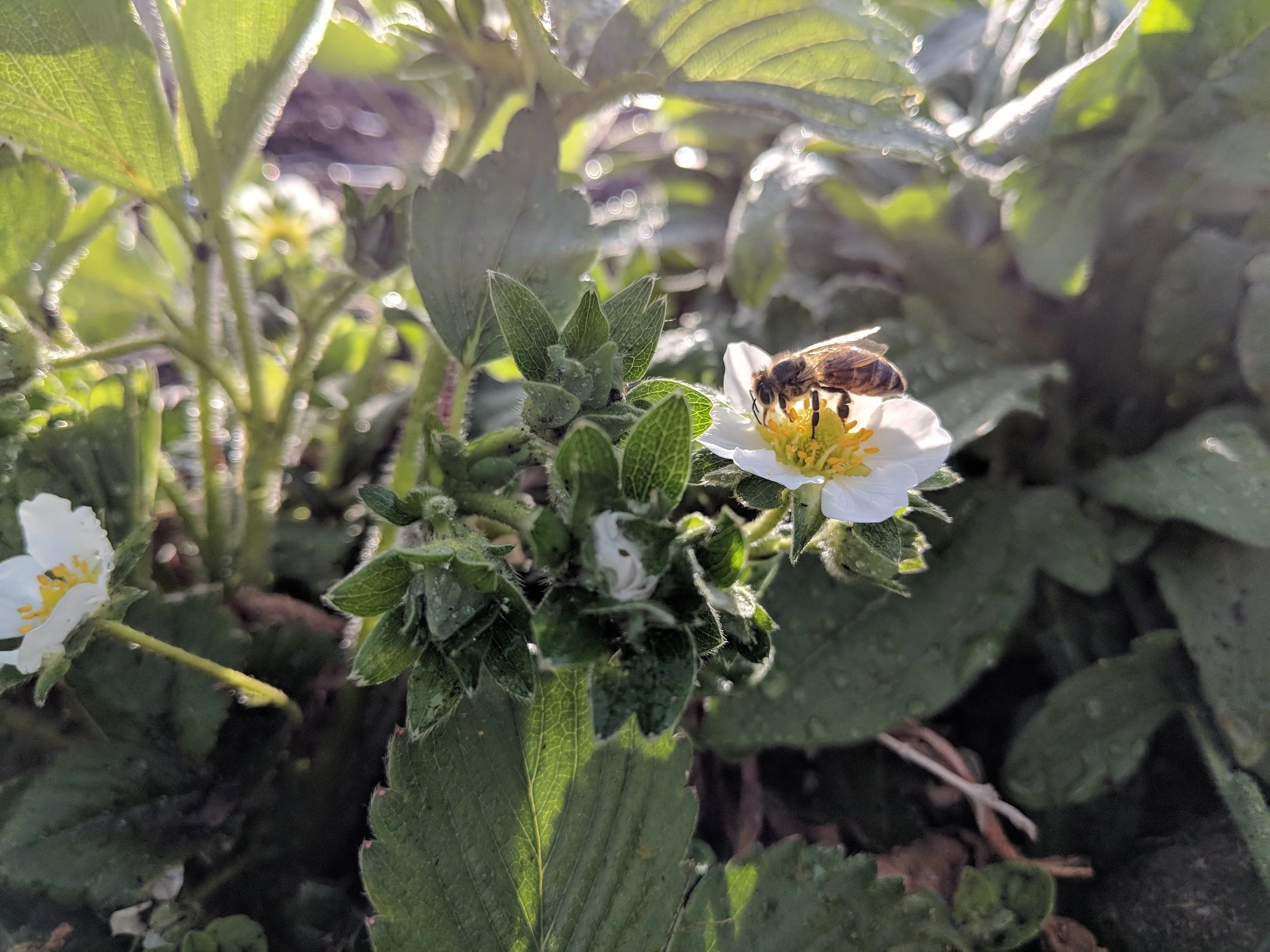 pollinating strawberry blossoms in my yarden