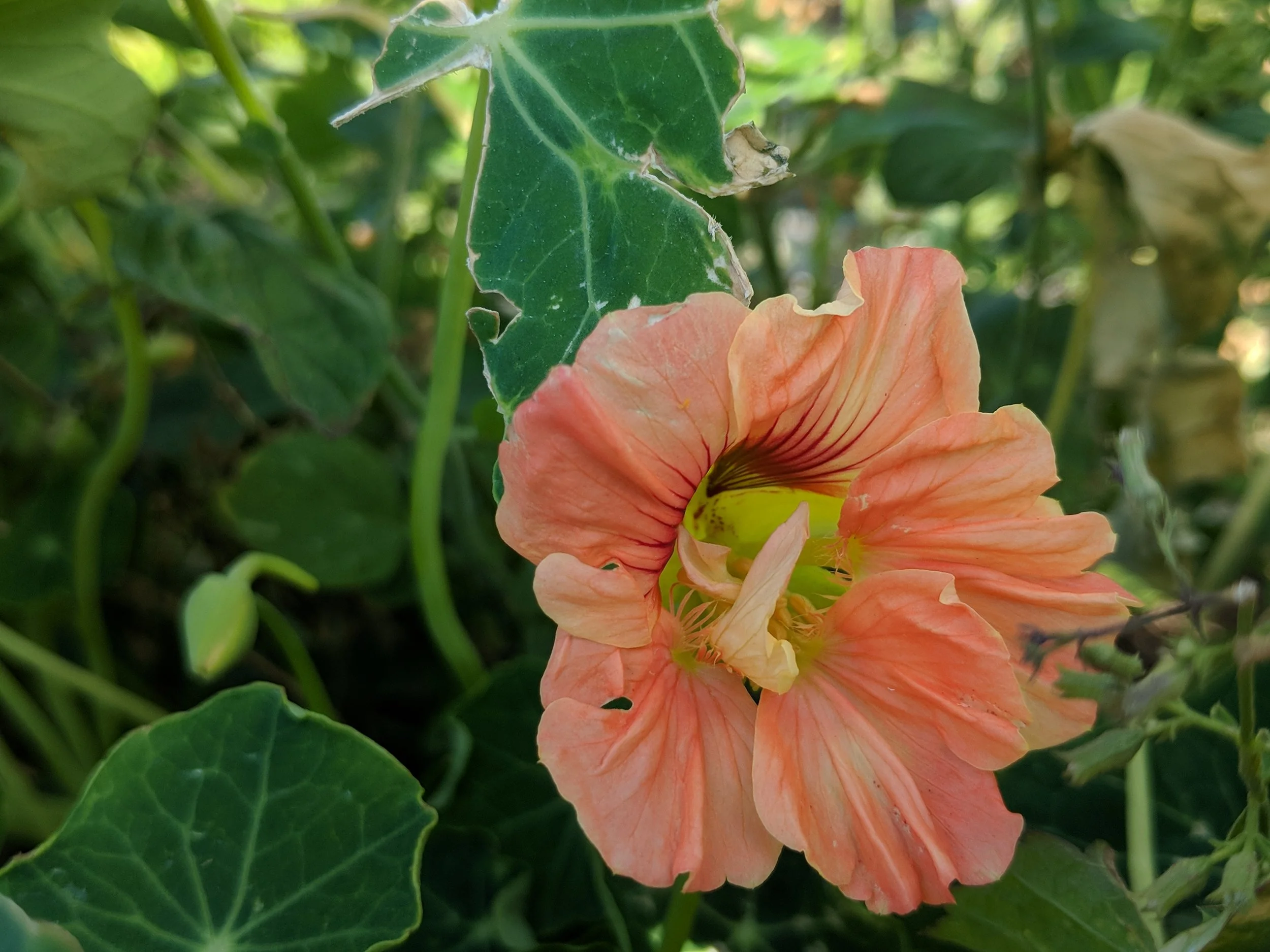 gleam salmon nasturtium that made it through a hail storm. one of my favorite shades, so beautiful. seeds purchased from floret flower.