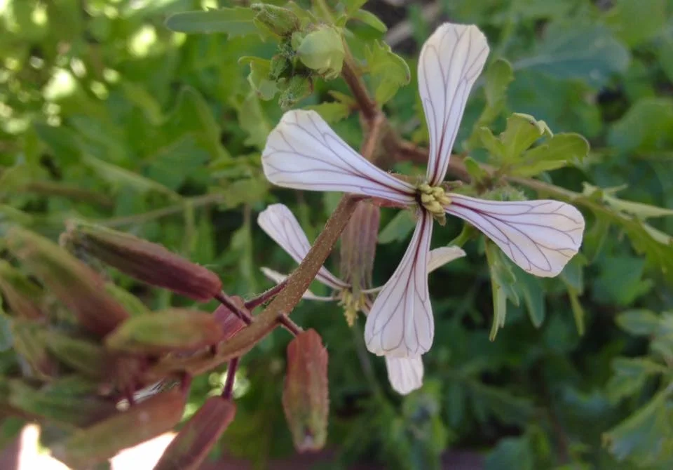 arugula