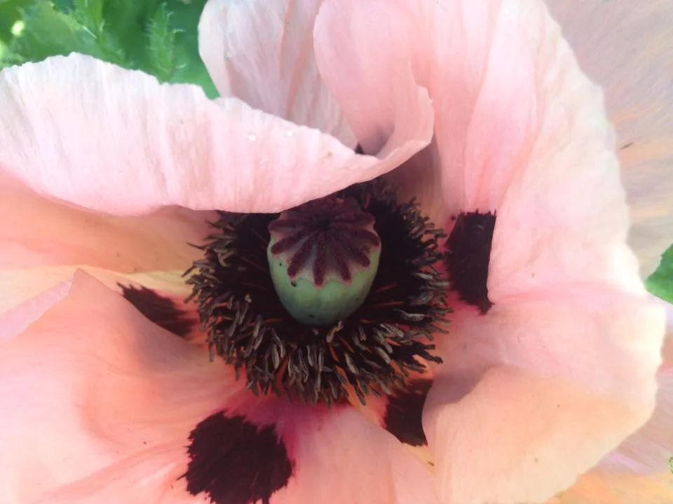 poppies i started from tiny little seeds. they’re just the prettiest!