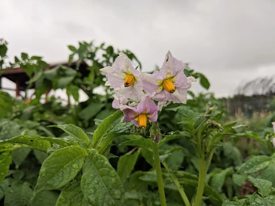 john’s eggplant blossoms in the community garden on a rainy day
