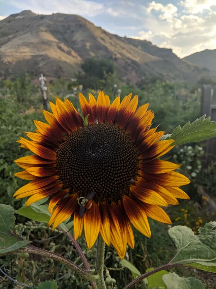beautiful sunflower with a seek & find pollinator in the community garden