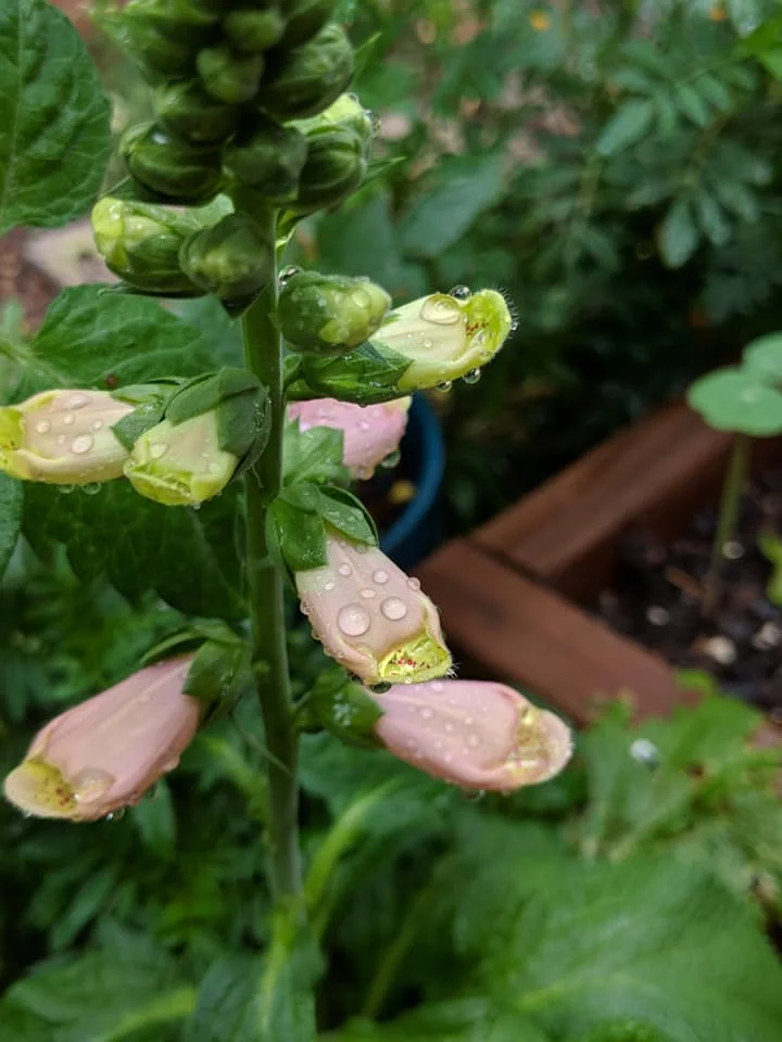 my lone dalmation peach foxglove, which i started from seed in february. hail wiped out every other plant. seeds purchased from floret flower.