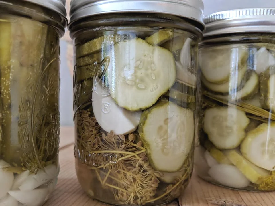 pickles all from my garden! garlic dill pickles. these are bushy pickling cucs.