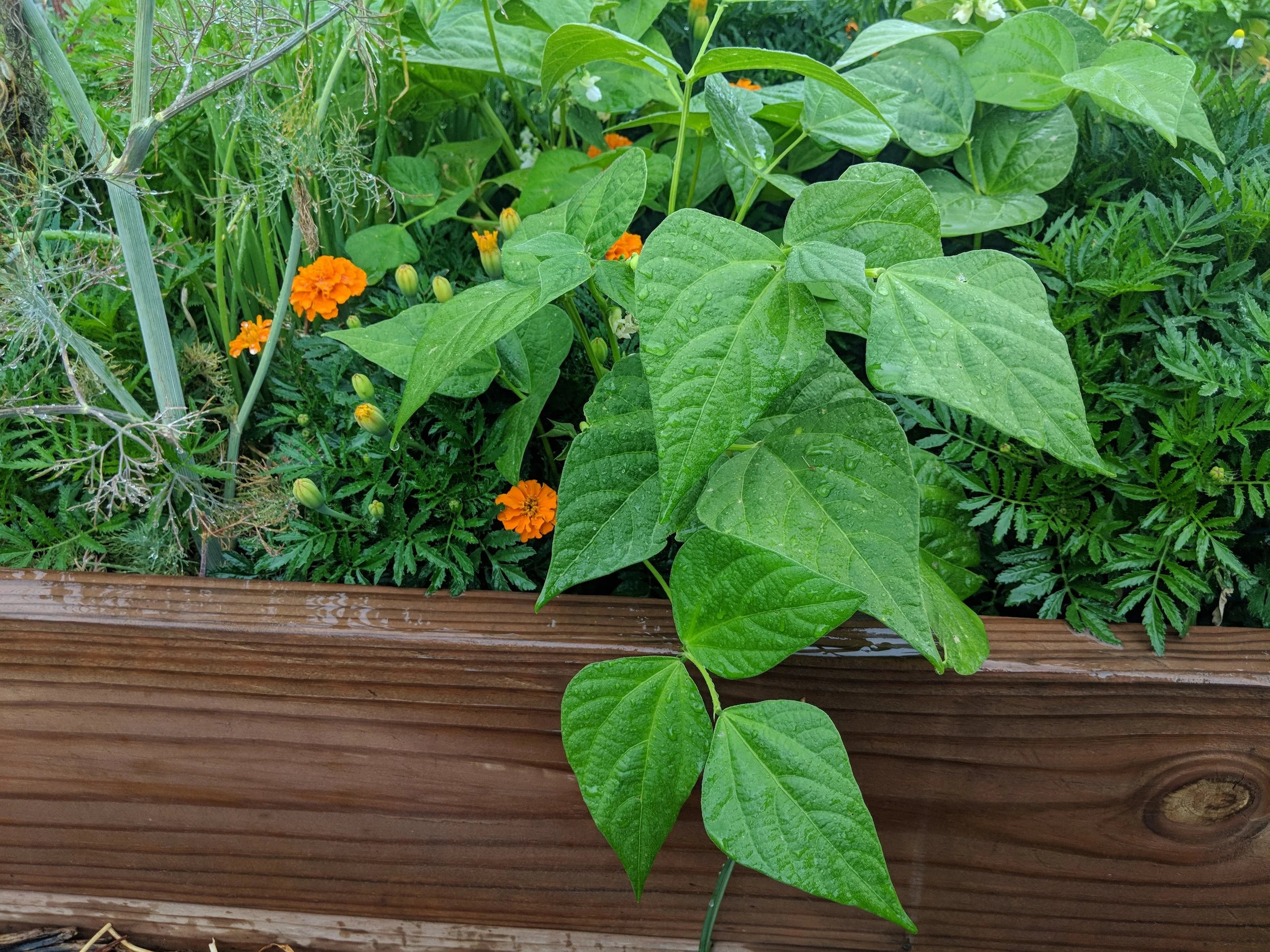 a progress picture a couple of weeks later of the marigold on the left and the empress green beans on the right.