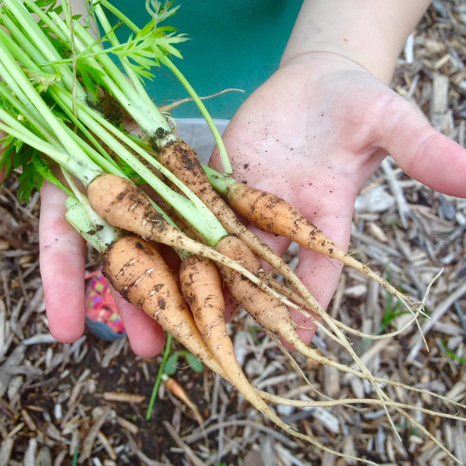 naomi carrot hands.jpg