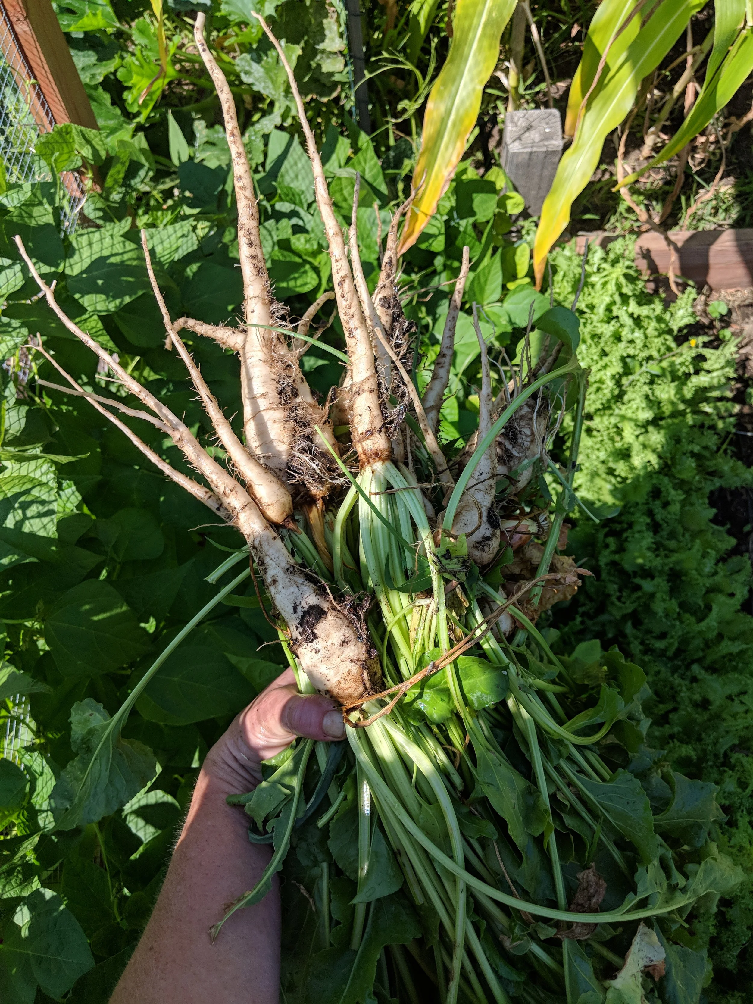 sugar beets for a making my own beet sugar experiment. it was gross and took a lot of heat energy and time. but i can say that i’ve made my own beet sugar.