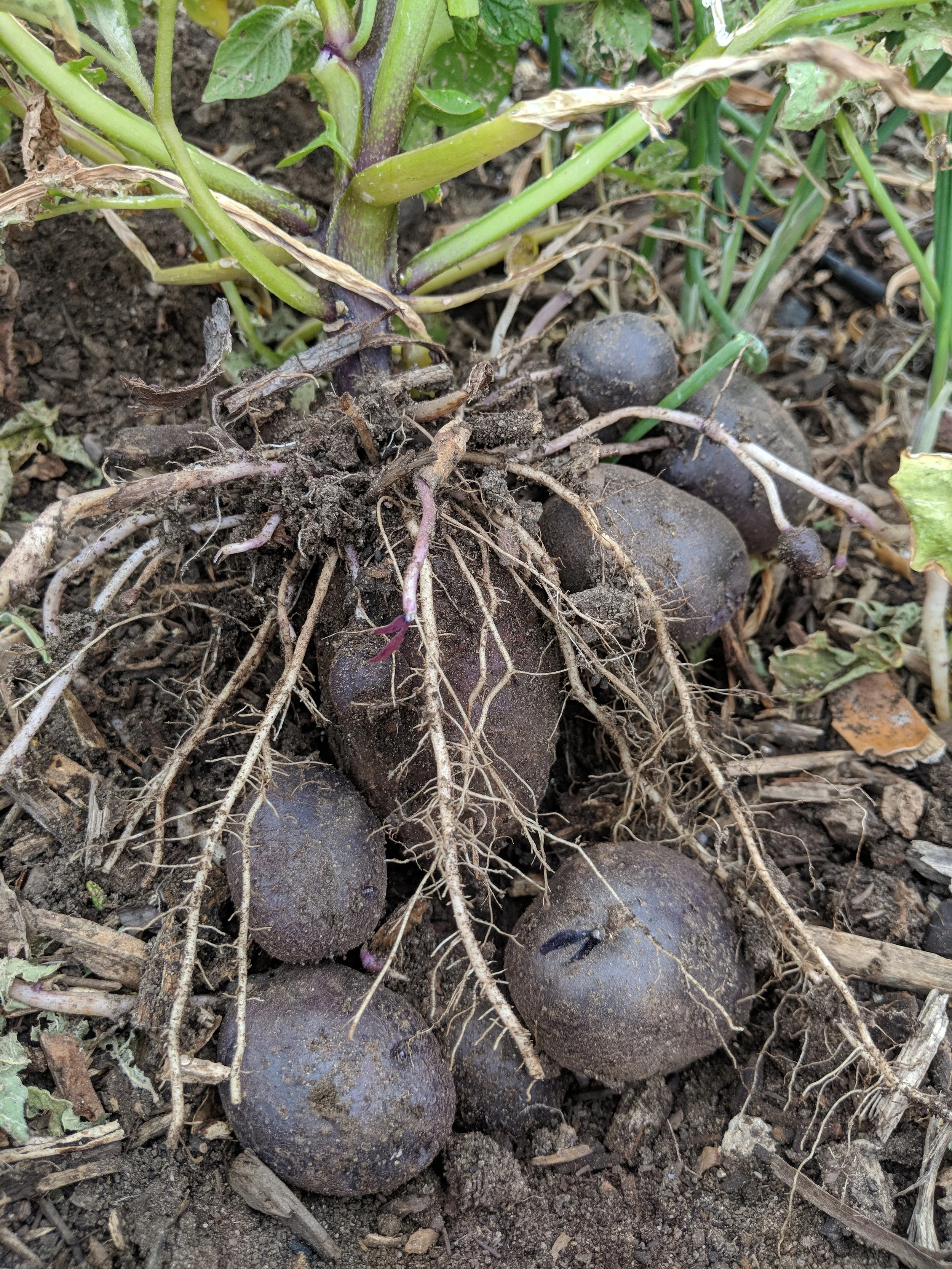 more potatoes. i had to pull up all of my potatoes because of white grubs, but also because i had to plant popcorn later than the sweet corn to ensure that i wouldn’t get a not good version of the seeds i was saving since space is limited and corn pollen carries.