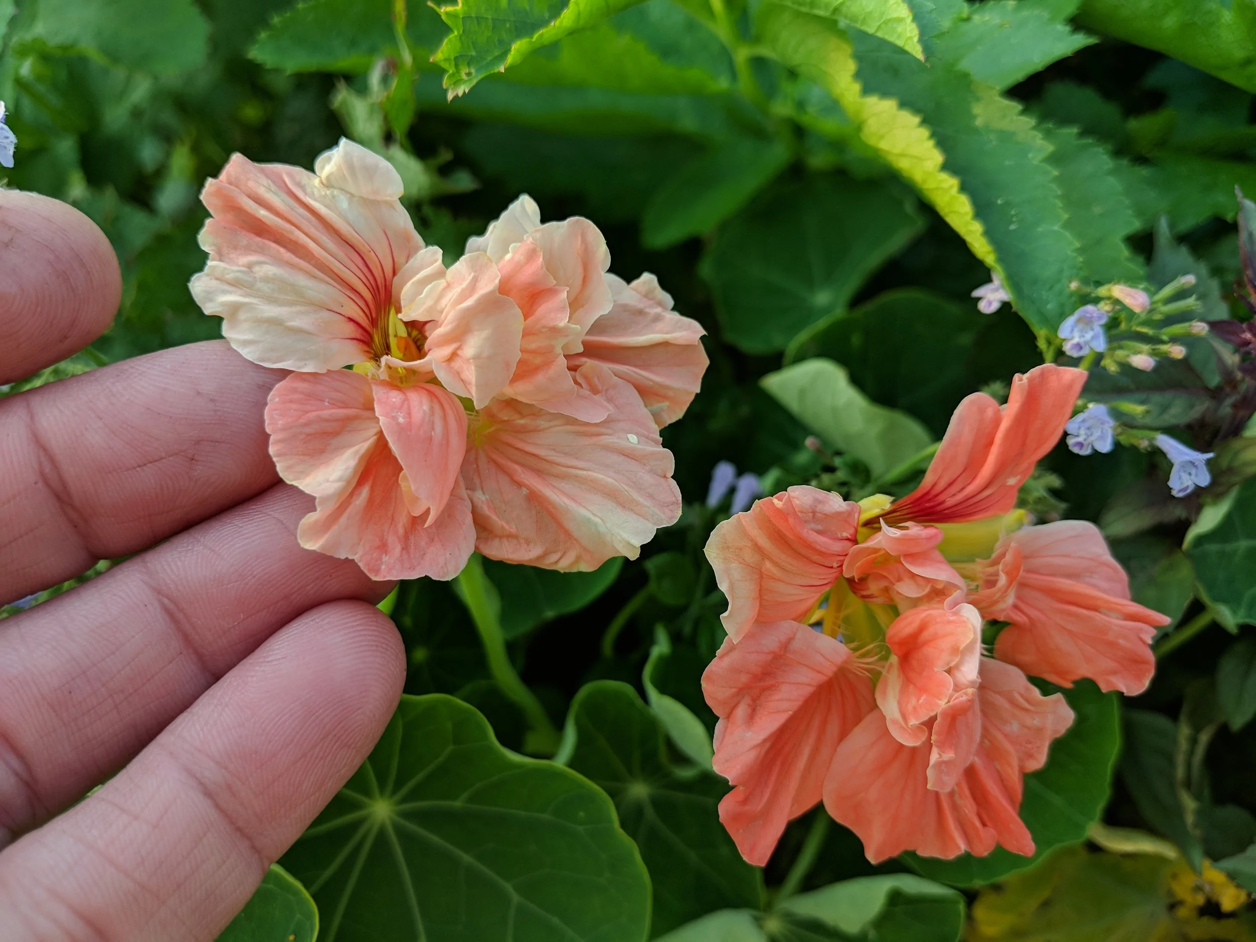 nasturtium are one of my most favorite plants to grow. i make sauce and pesto from the leaves and stems (which takes a bit of work, mind you) and the flowers are also edible and spicy editions to salad and garnish and the seeds can be pickled—you have to try it. this here is my favorite to grow, “gleam salmon” which i found myself saying good morning to each day.