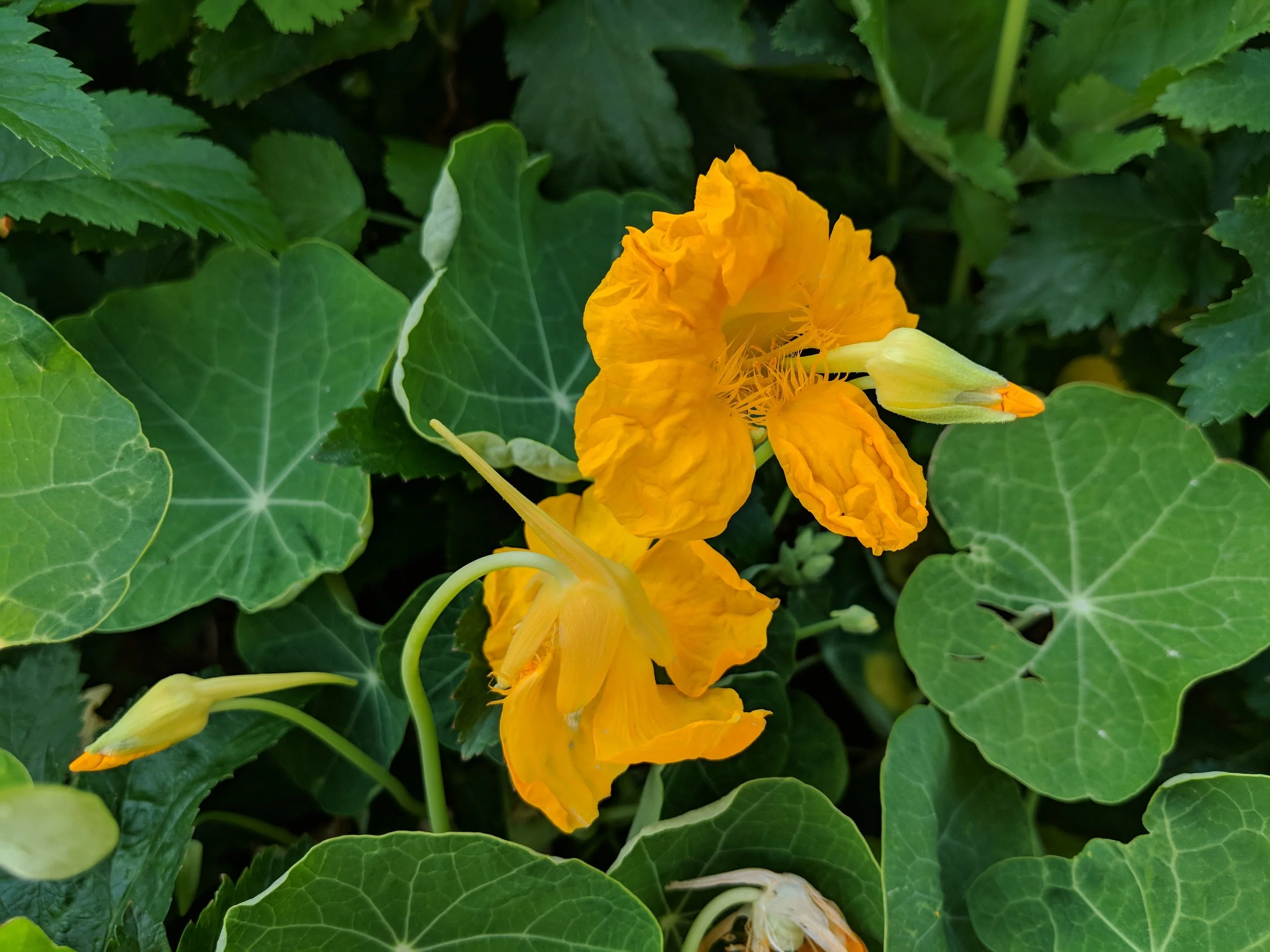 another variety of nasturtium that i grow. i think i have 6. this one is a fabulous trailing variety.