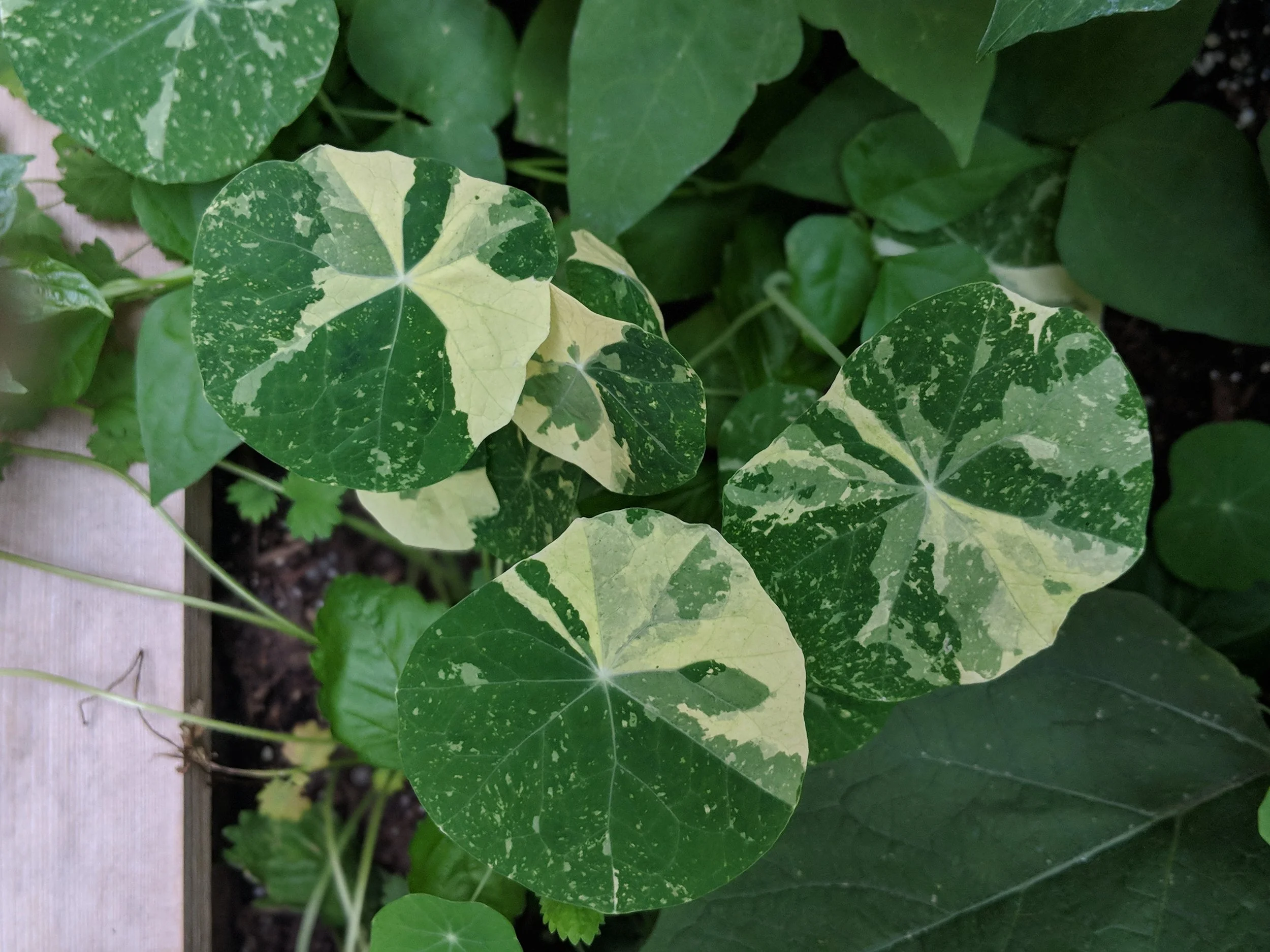 these variegated nasturtium leaves. need i say more?